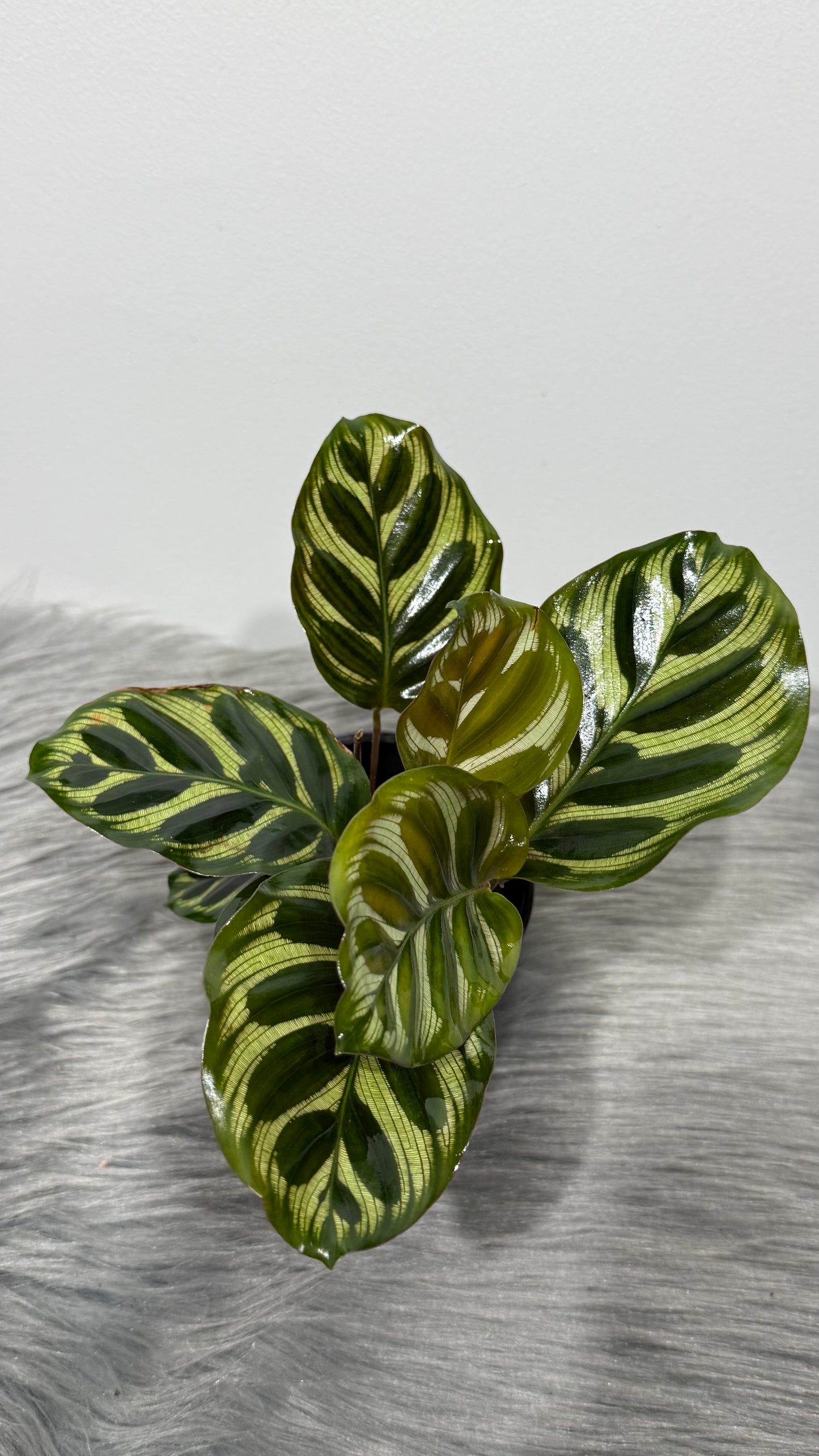 Calathea 1