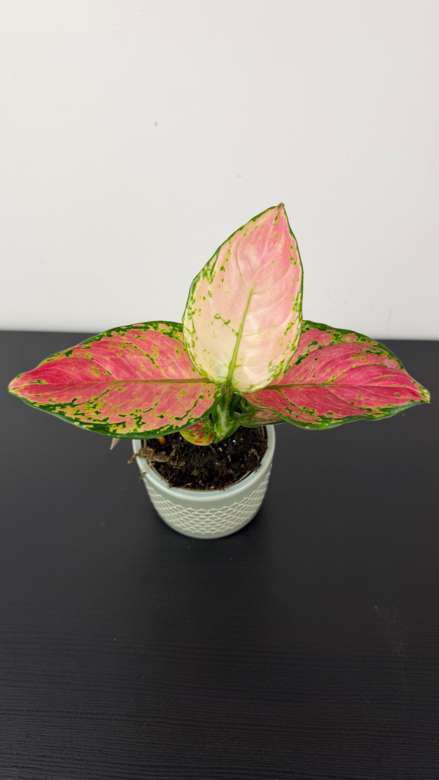 Aglaonema 14