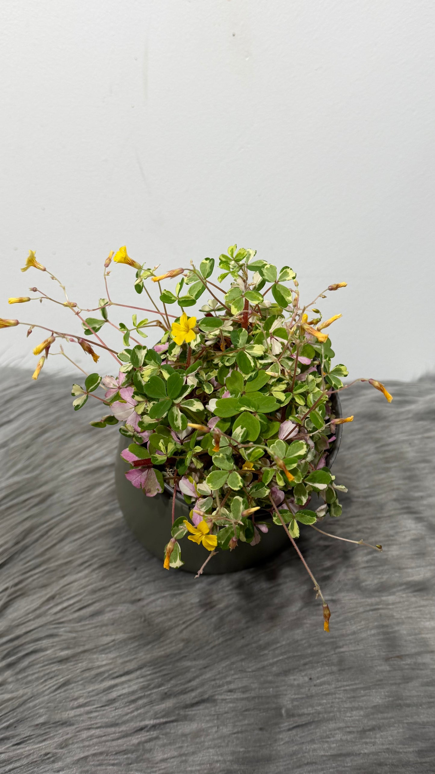 Oxalis Volcanicola Nordlys