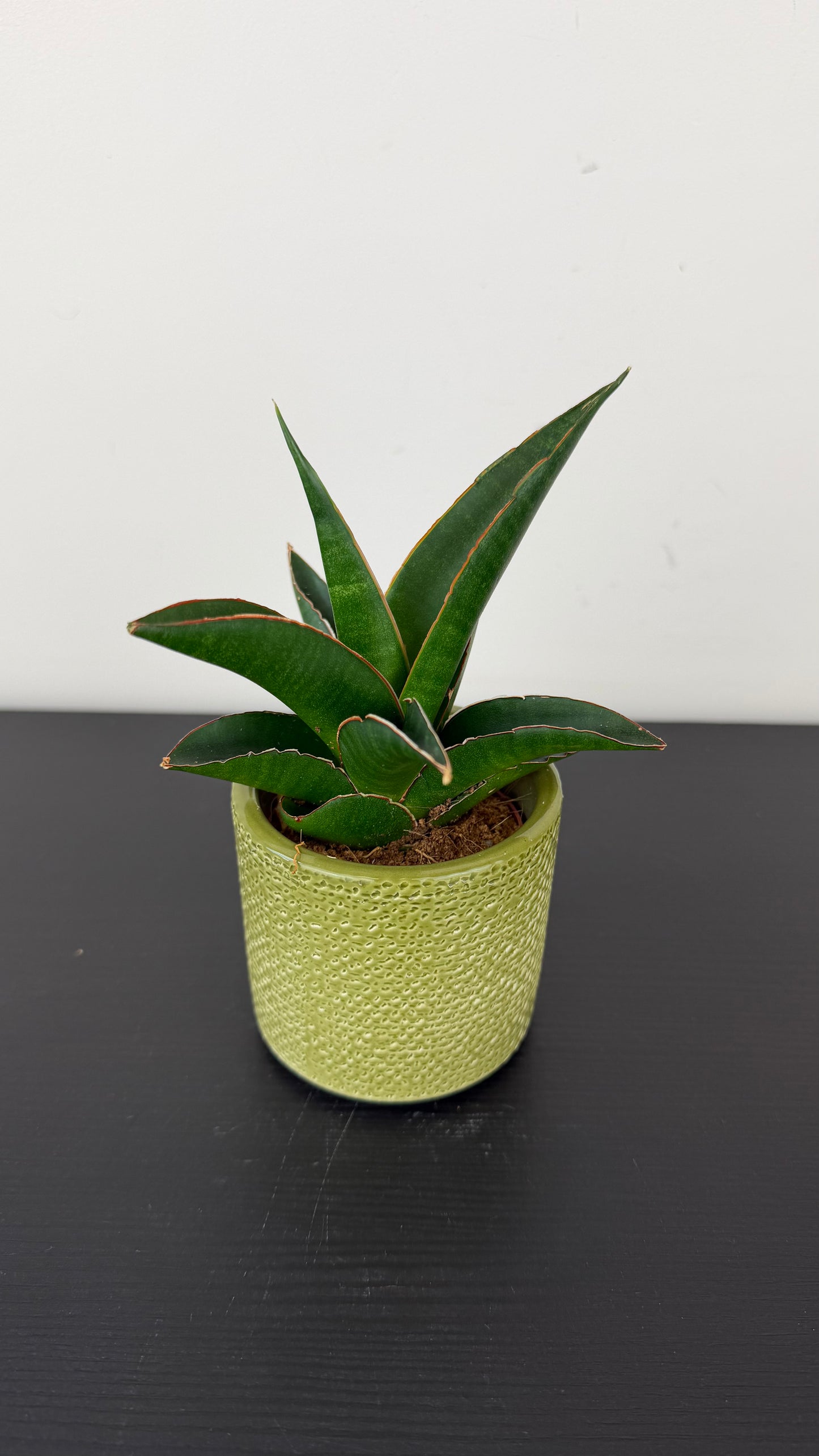 Sansevieria Samurai