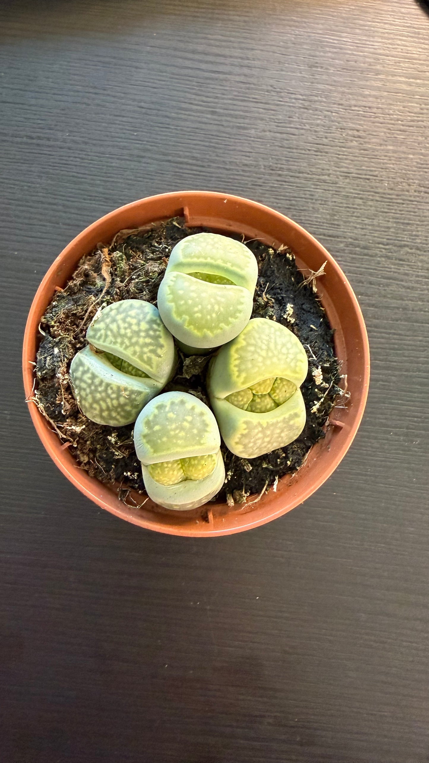Lithops 4