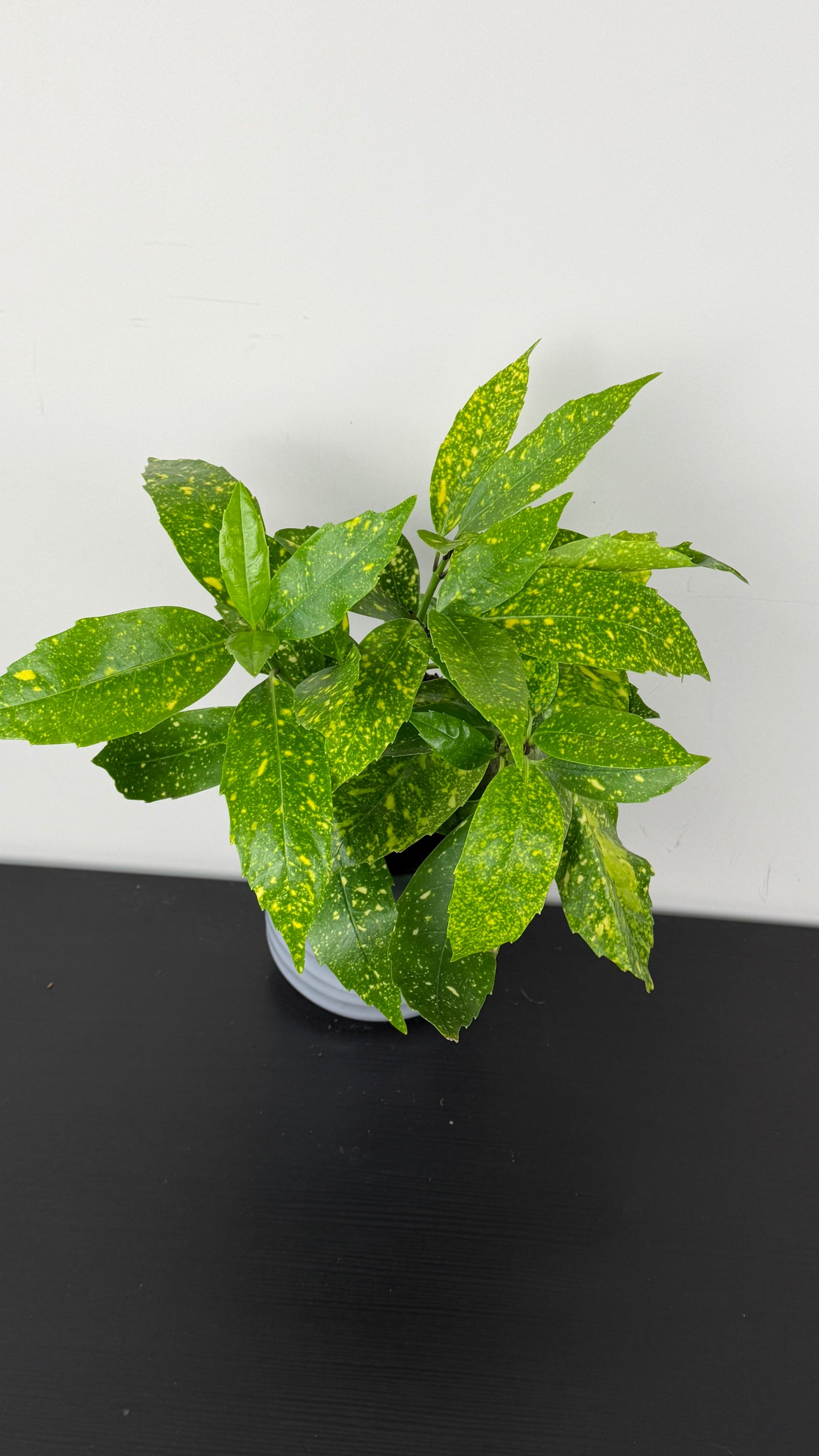 Aucuba japonica Variegata