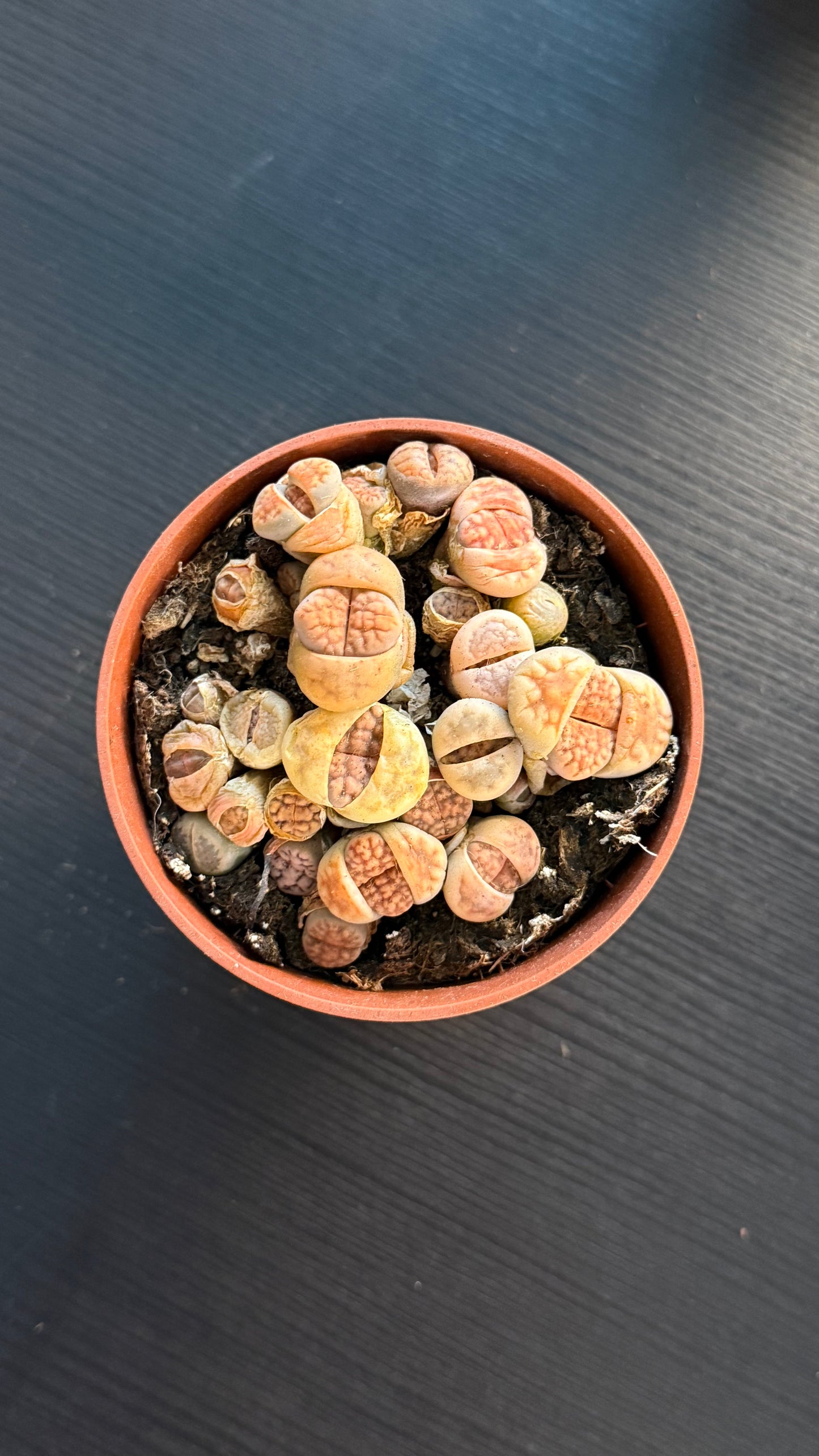 Lithops 1
