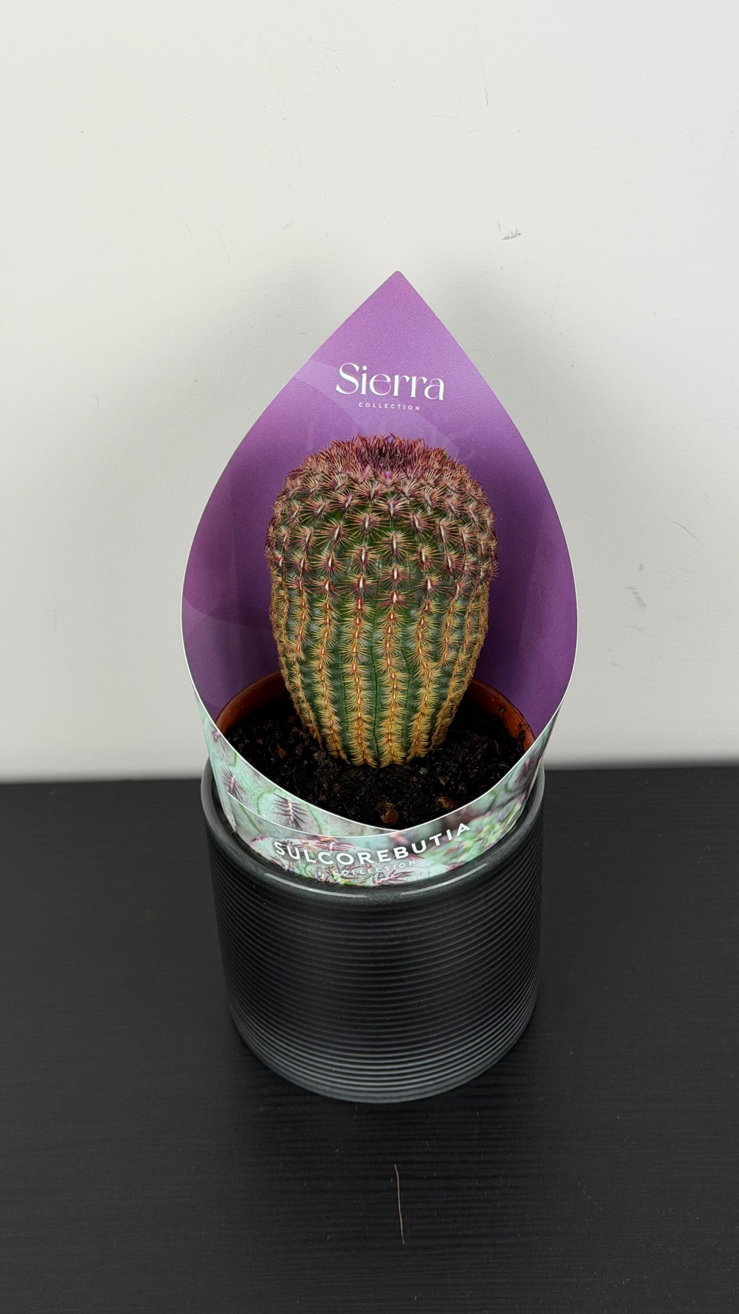 Echinocereus Rubrispinus