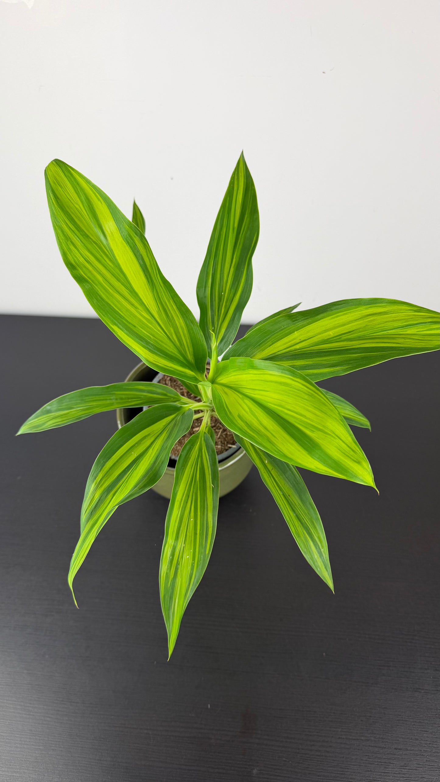 Cordyline 5