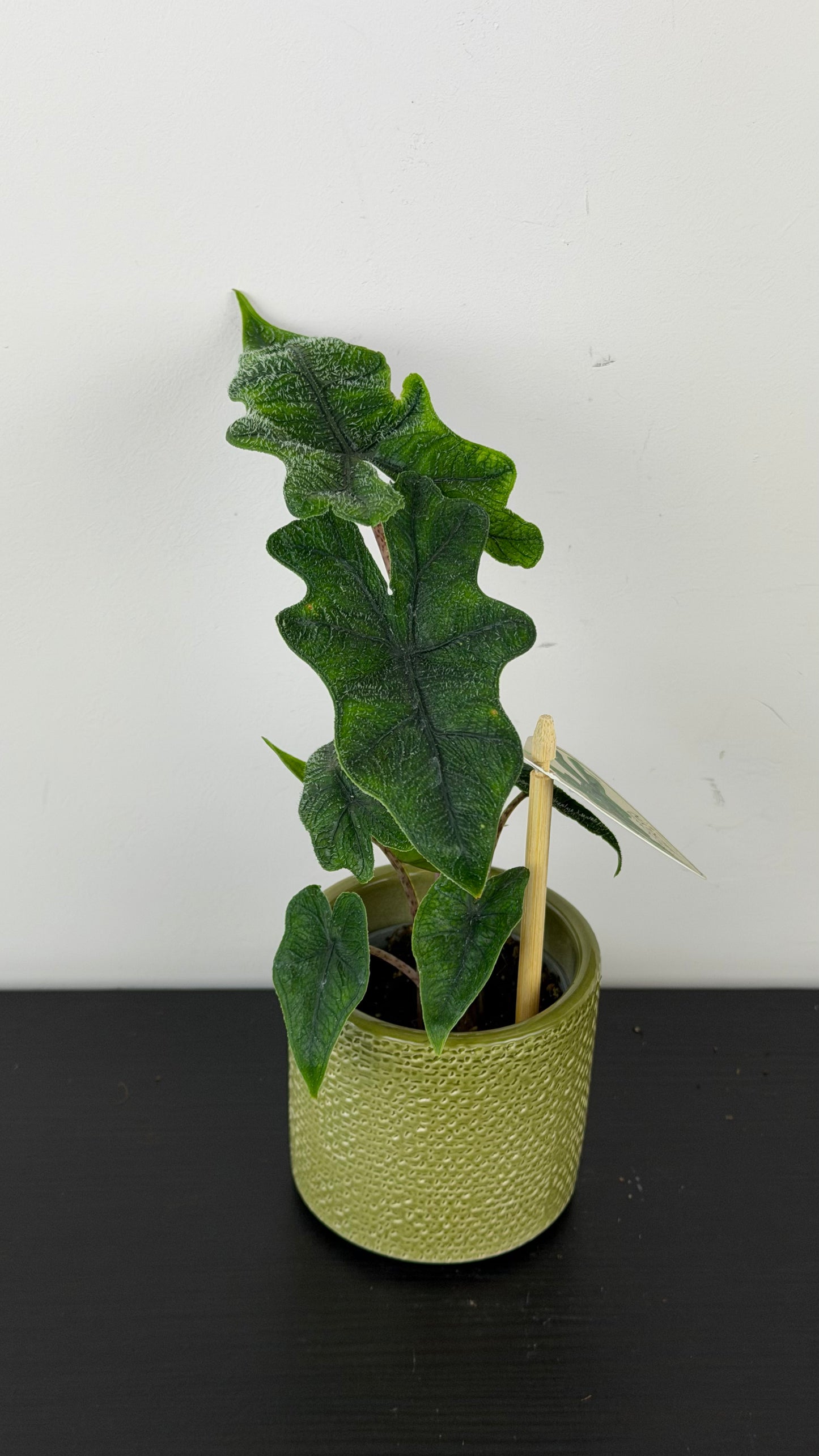Alocasia Jacklyn