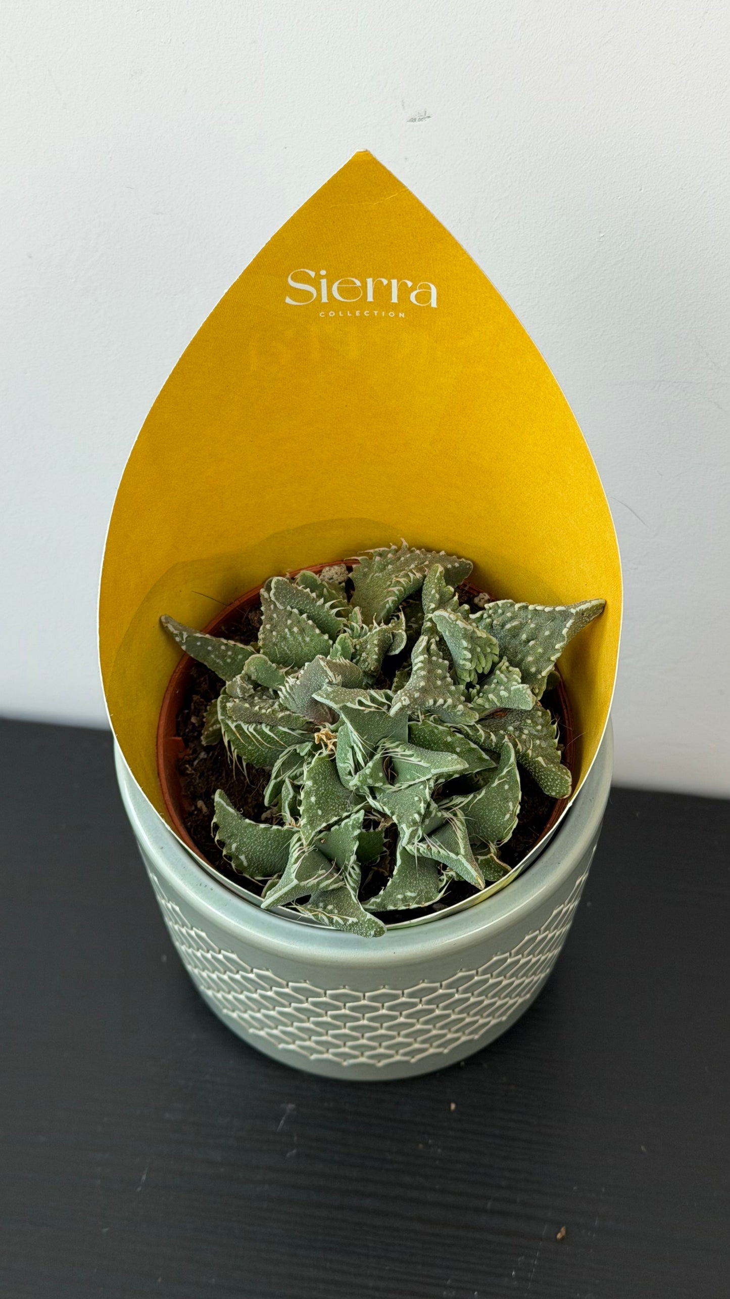 Lithops 3