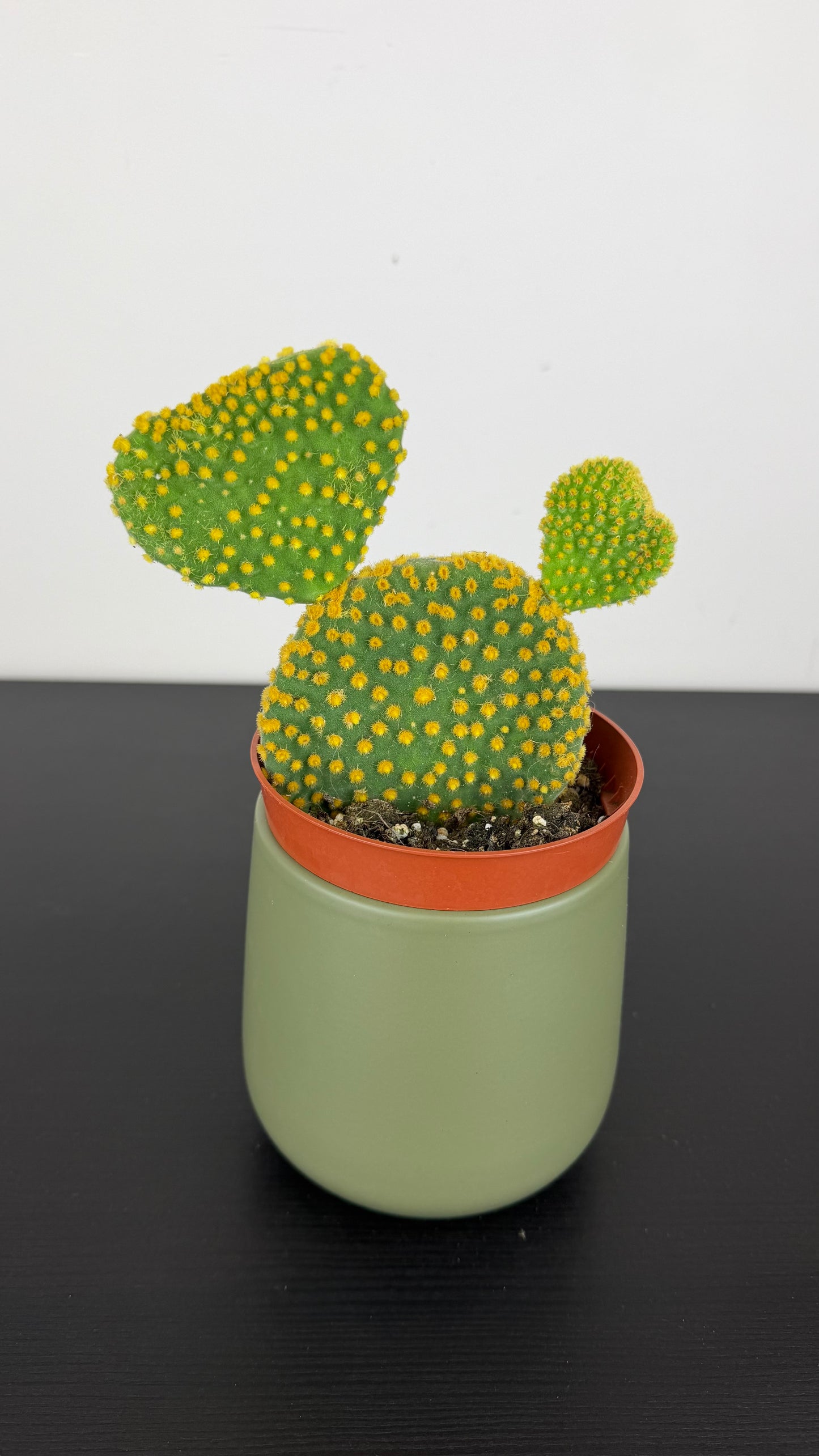 Opuntia microdasys 3