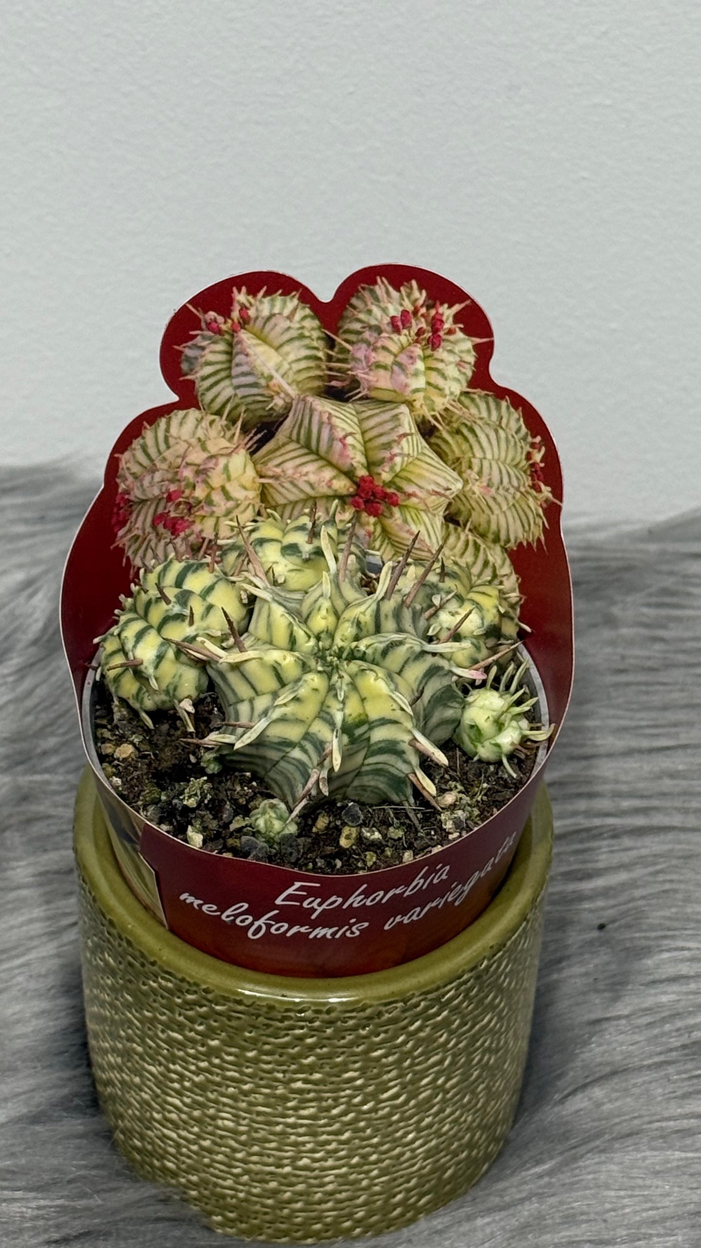 Euphorbia Meloformis Variegata