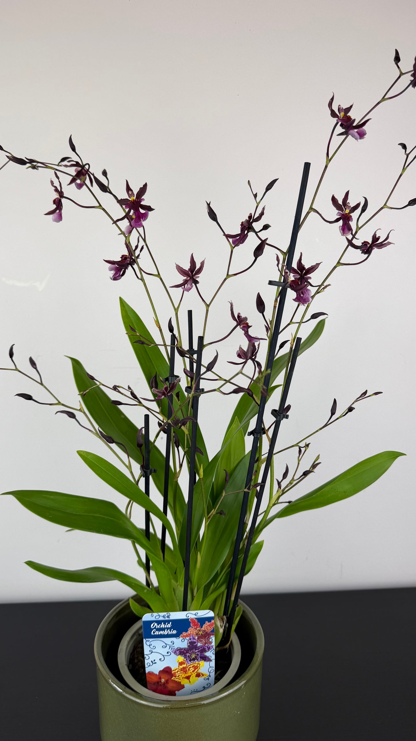 Oncidium Katerina Zoch