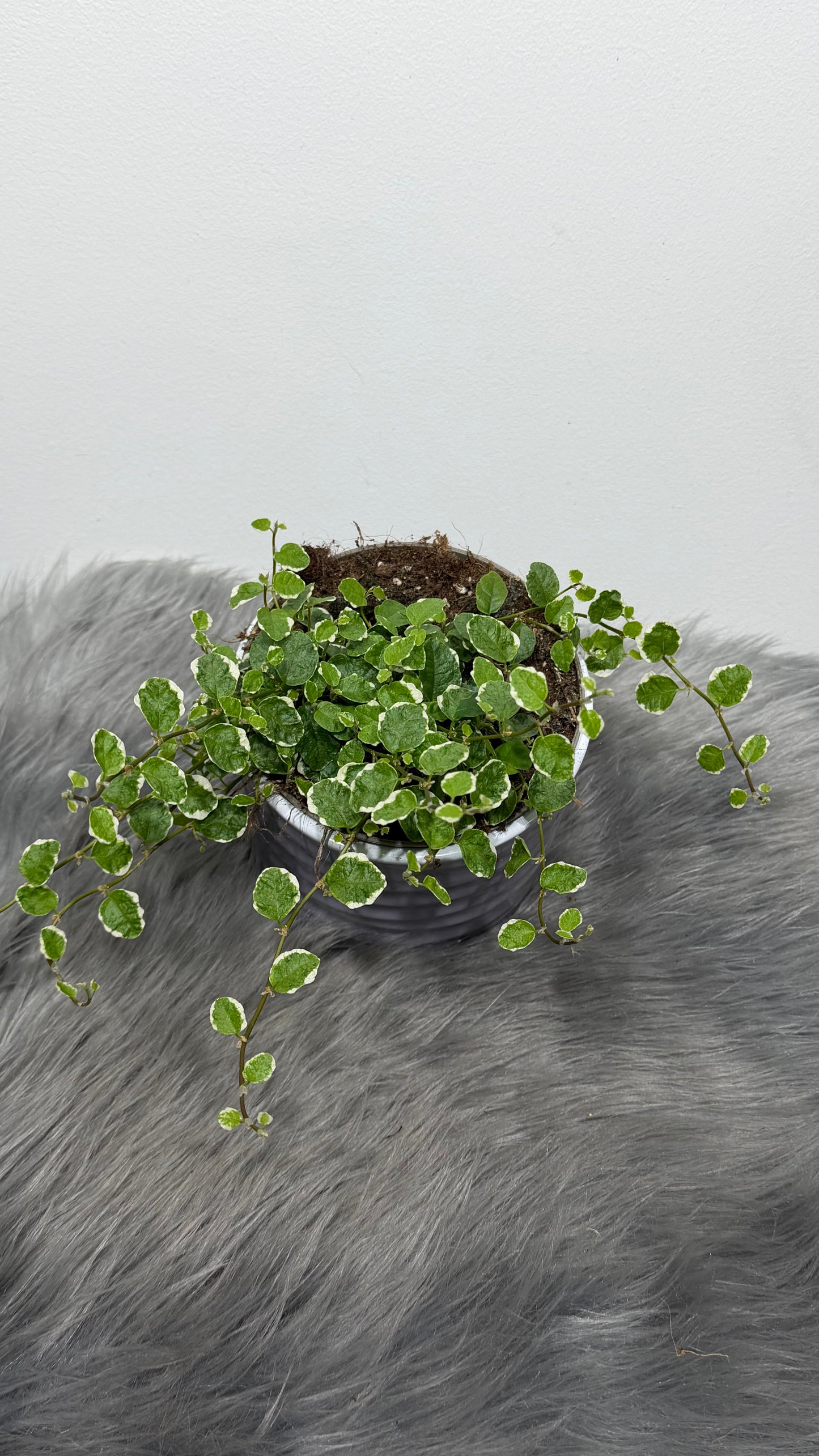 Ficus pumila White Sunny