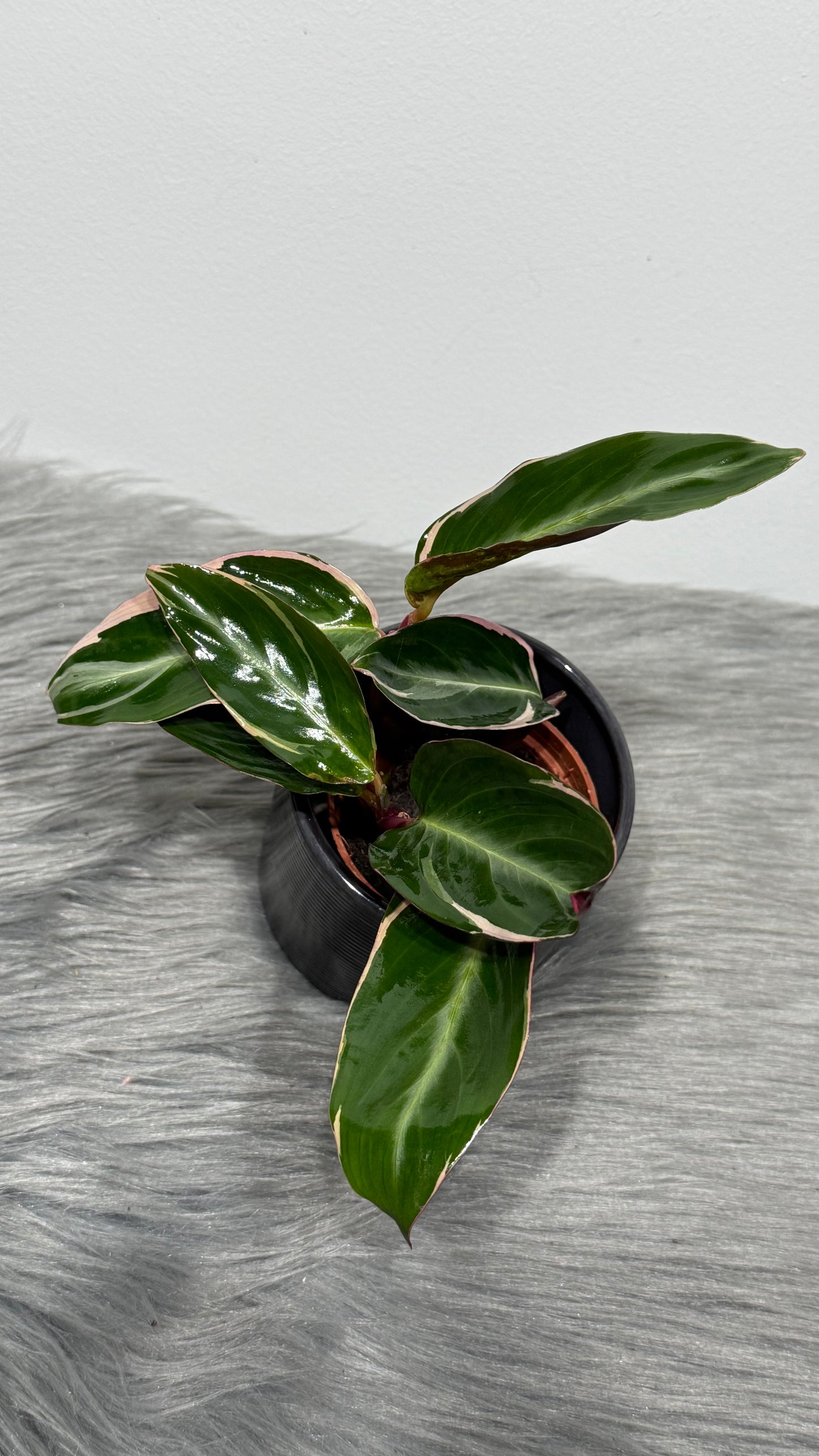 Calathea 2