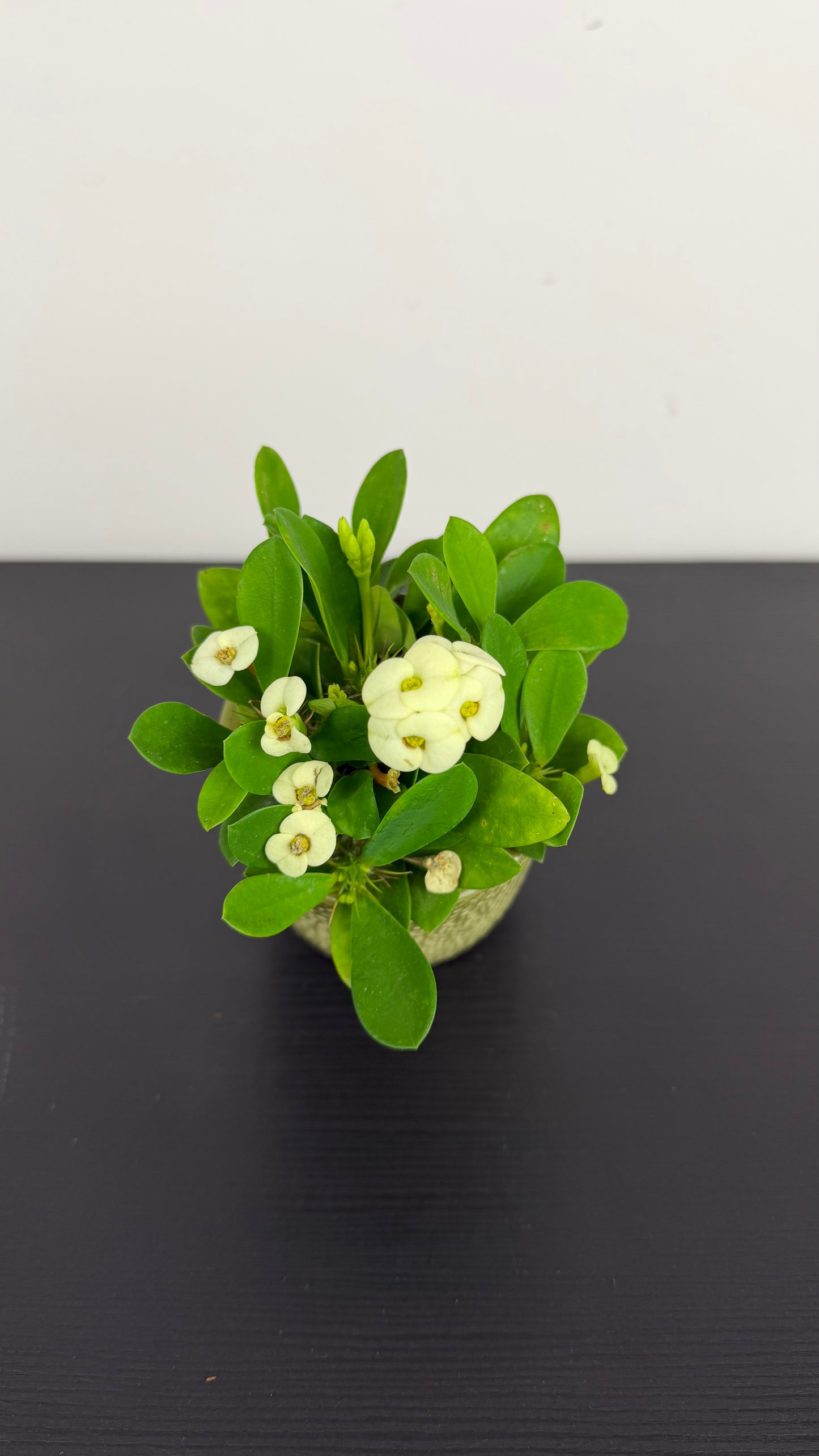 Euphorbia Milii White