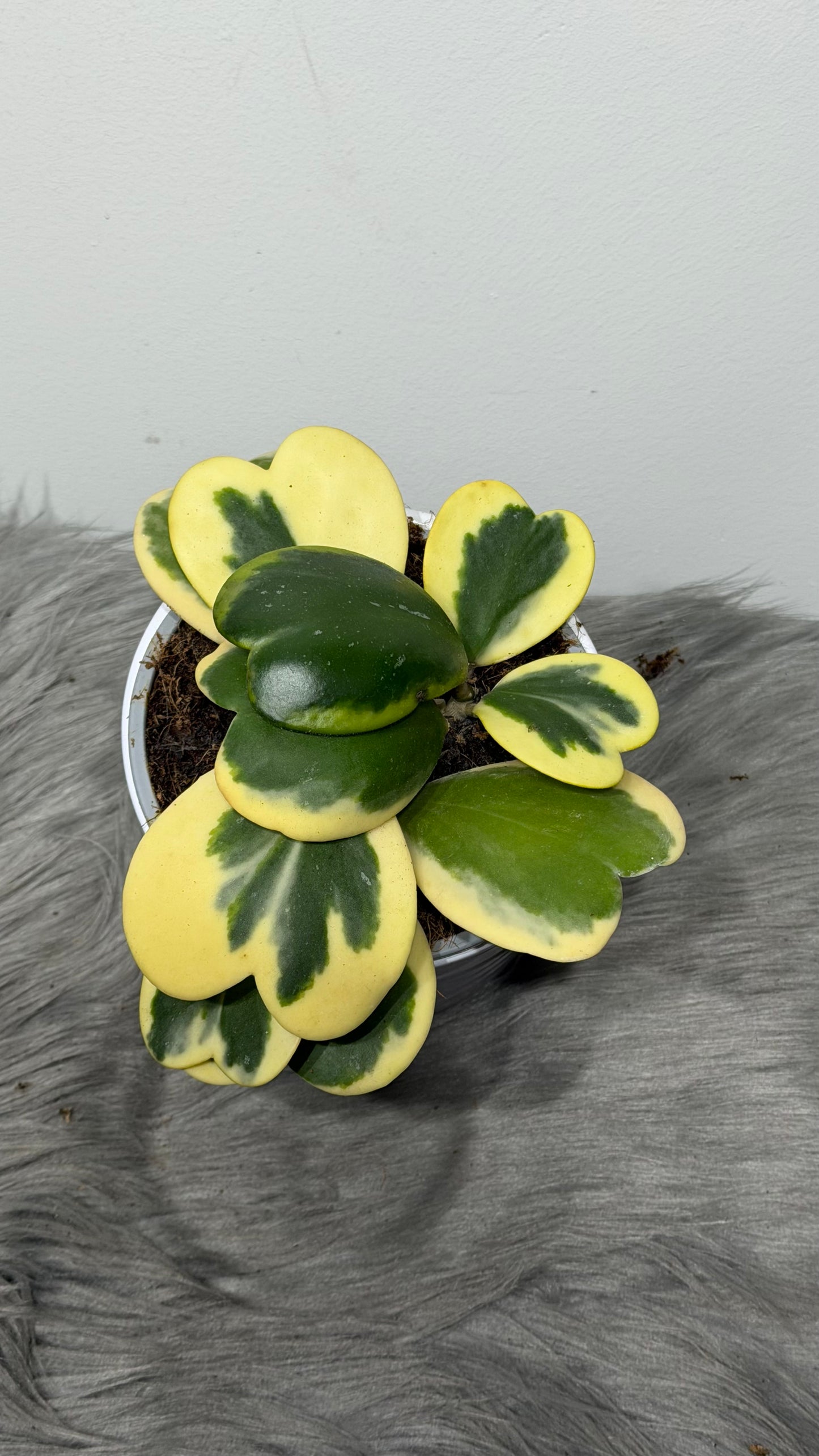 Hoya Kerrii Variegata