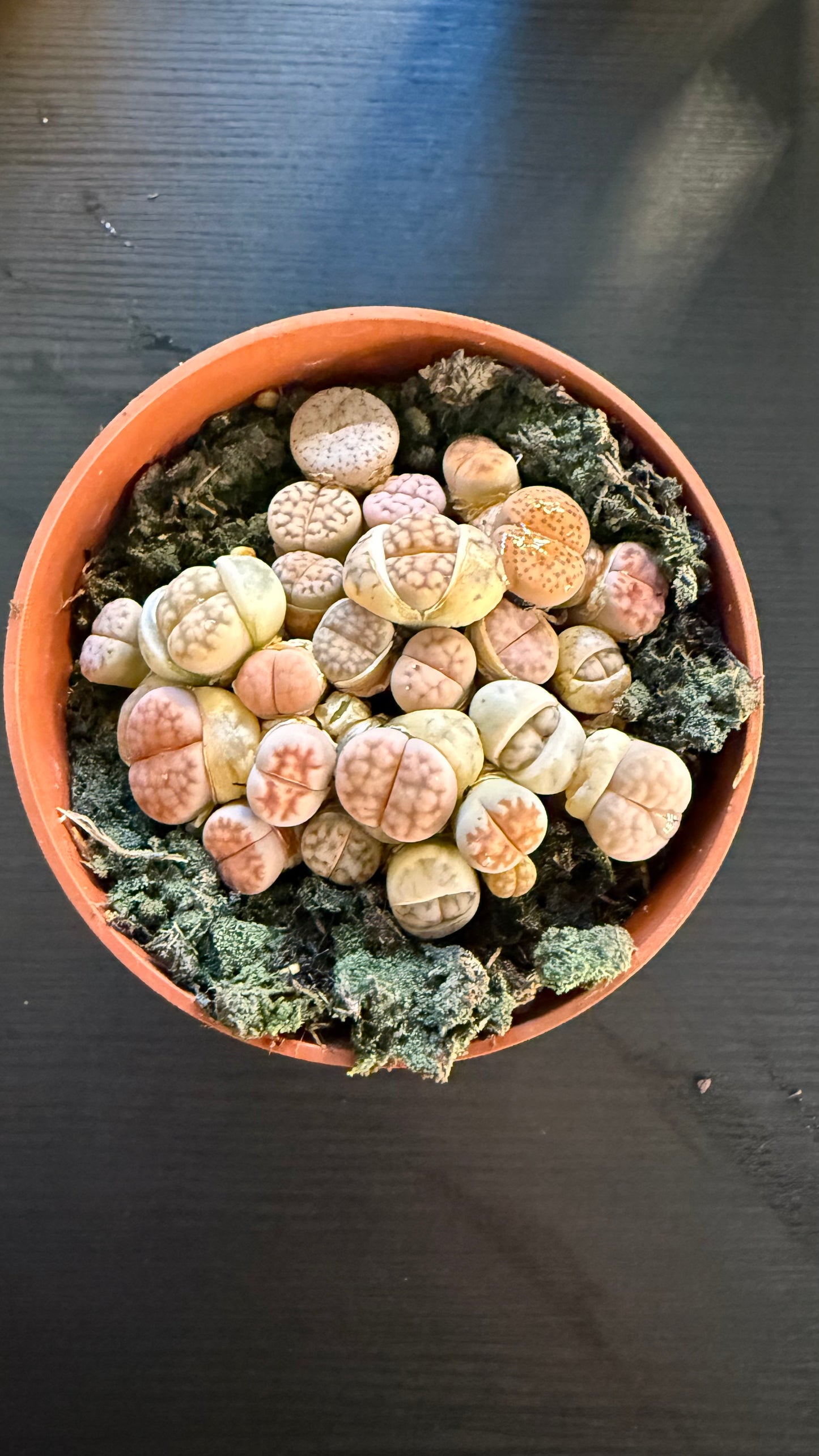 Lithops 1