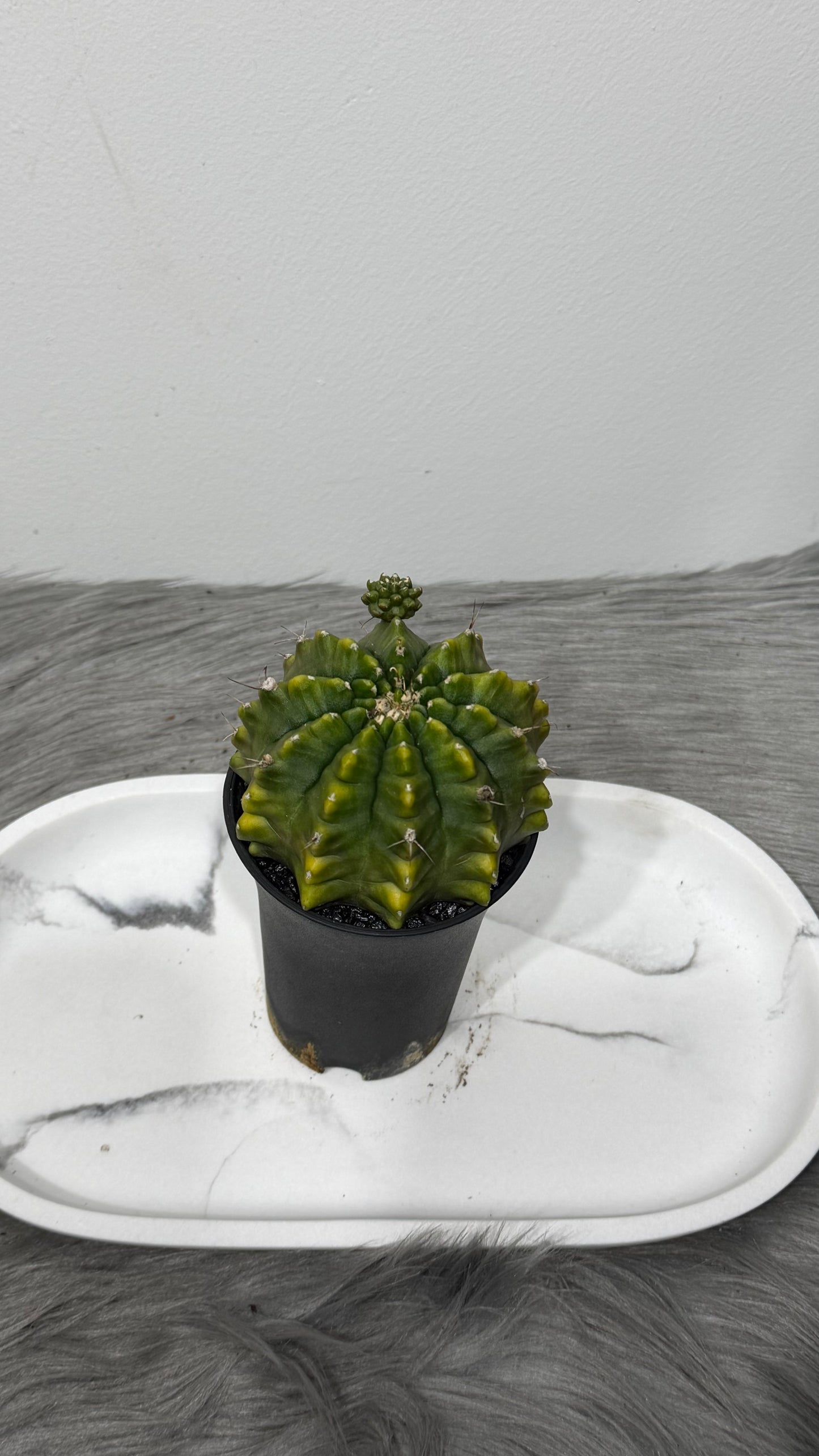 Gymnocalycium Spineless