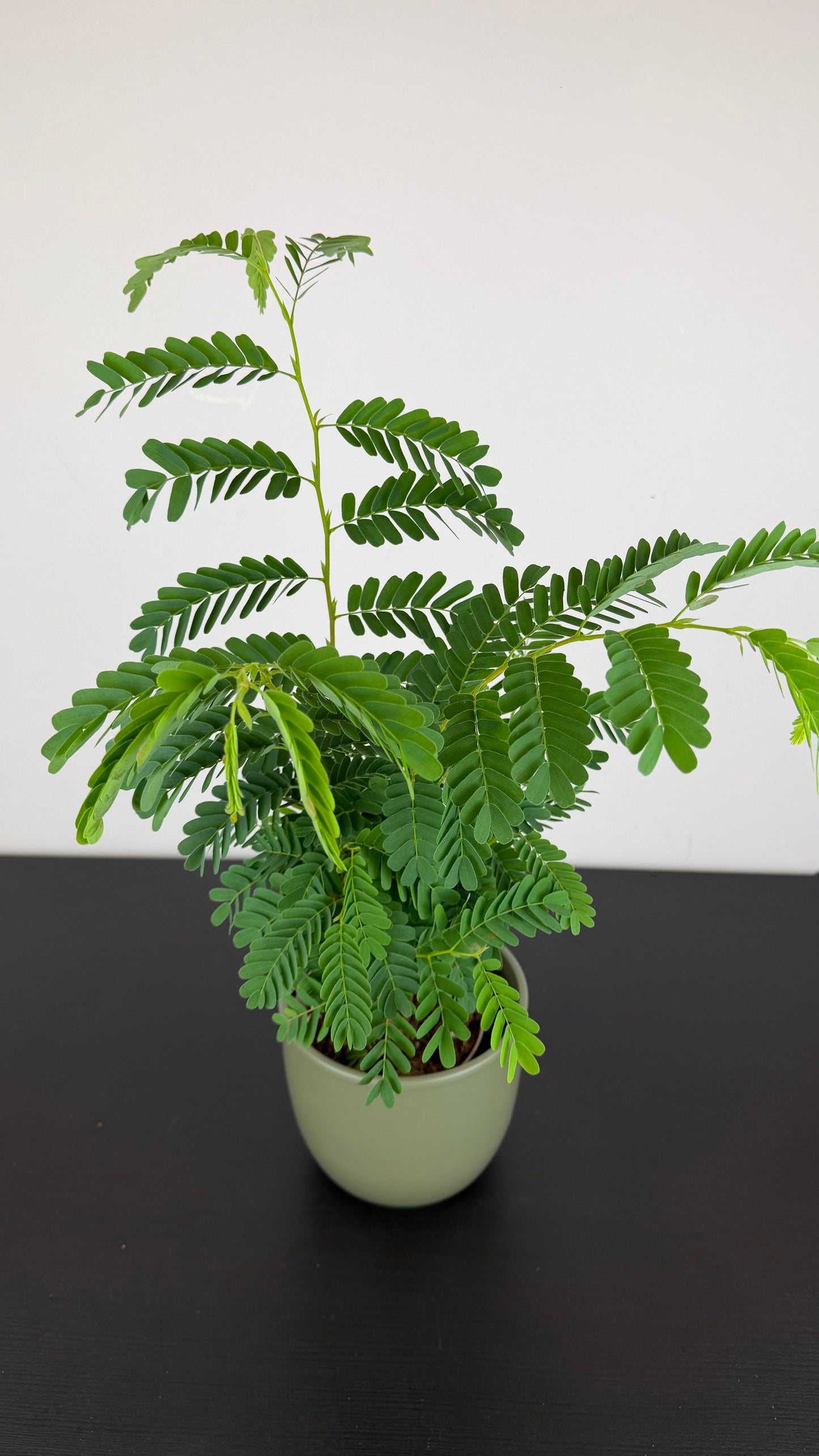 Tamarindus Indica