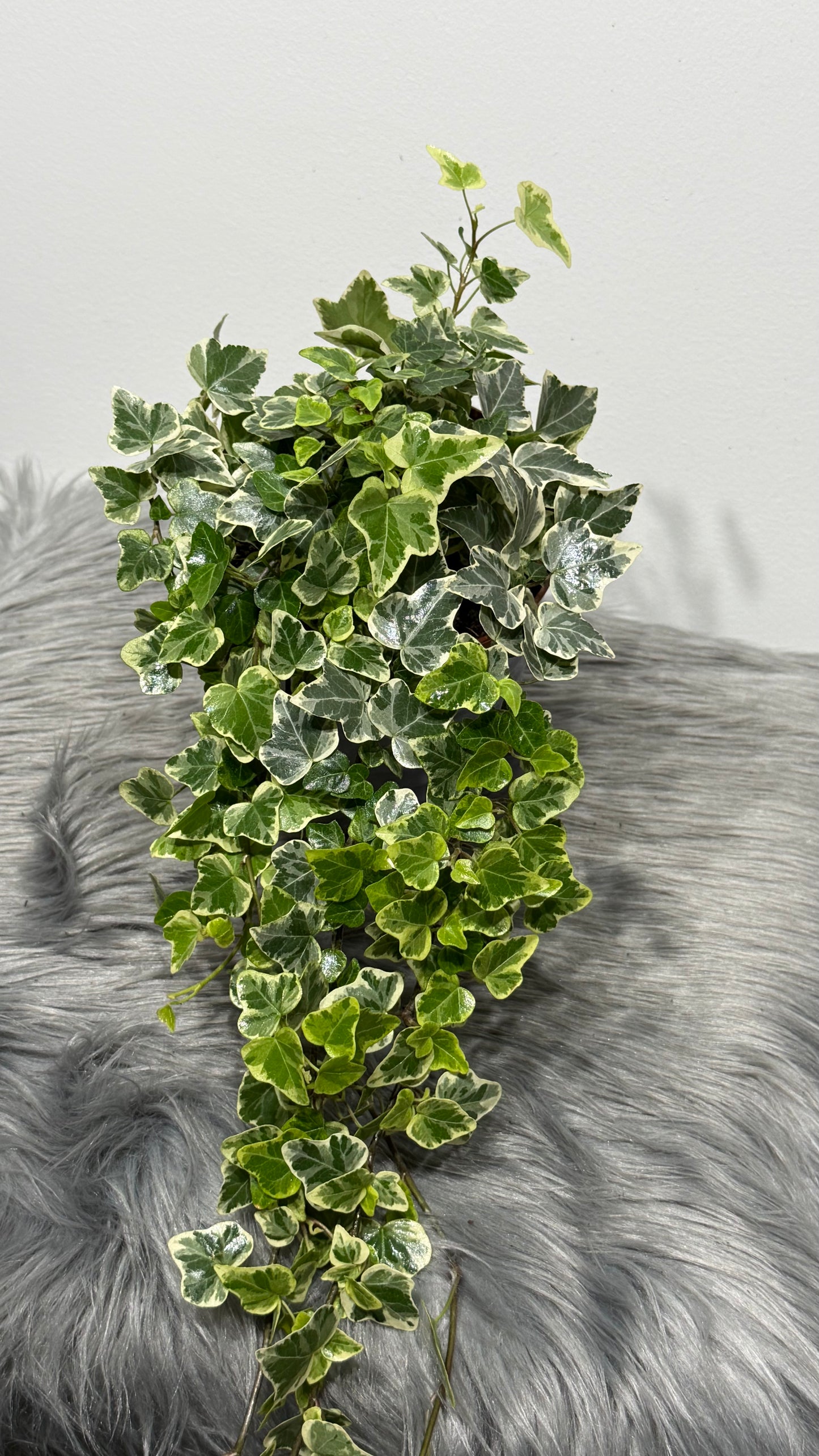 Ivy White Wonder