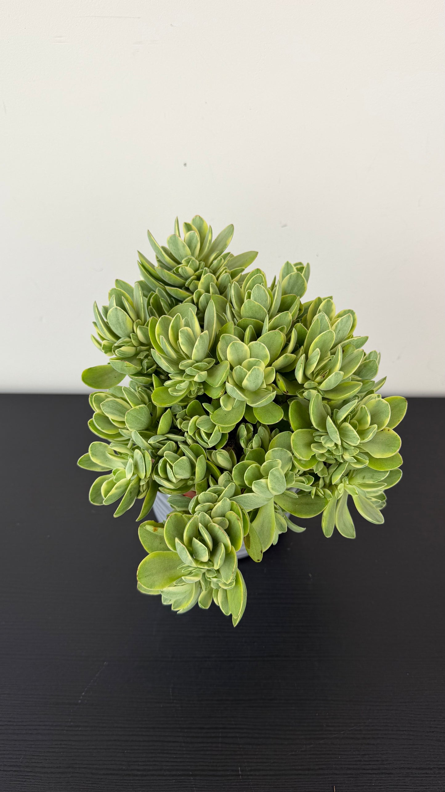 Crassula Swaziensis Variegata