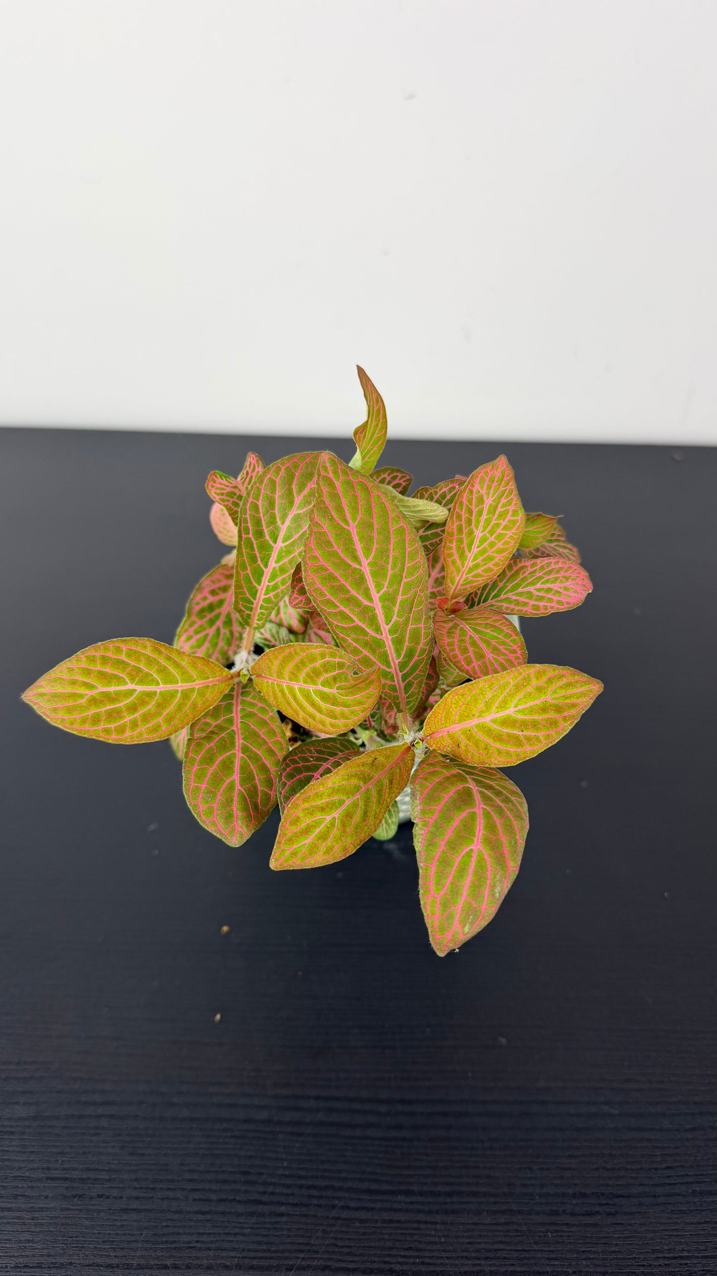Fittonia 6