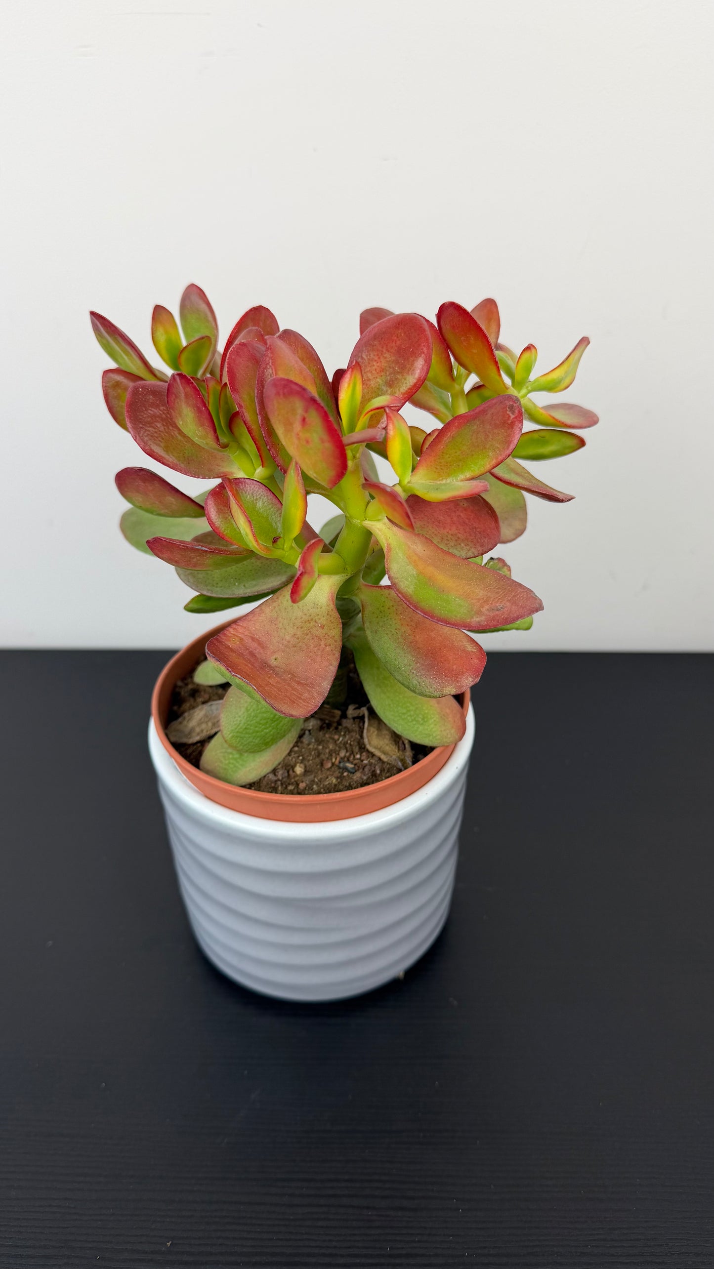 Crassula 2