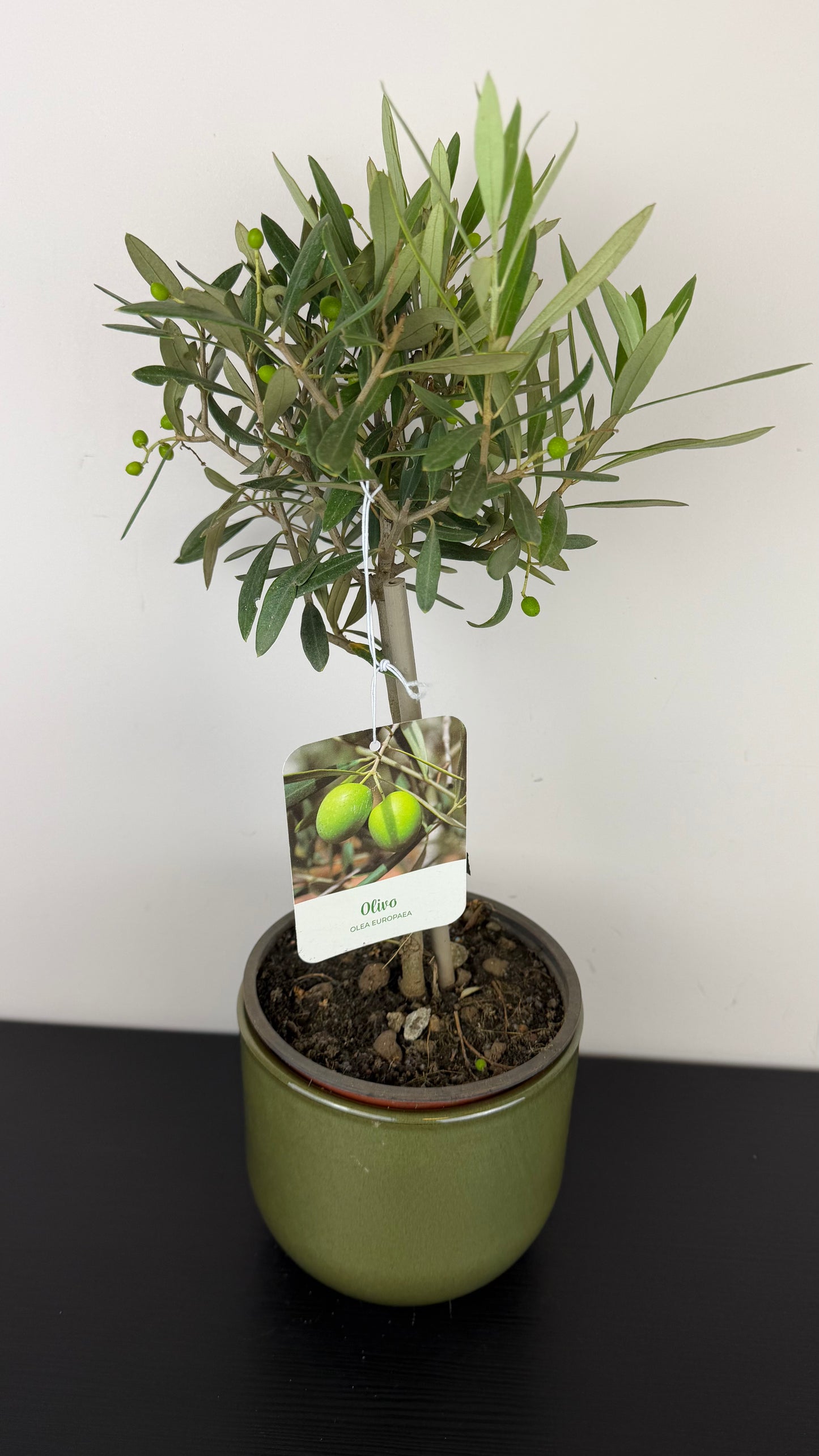 Olea Europaea