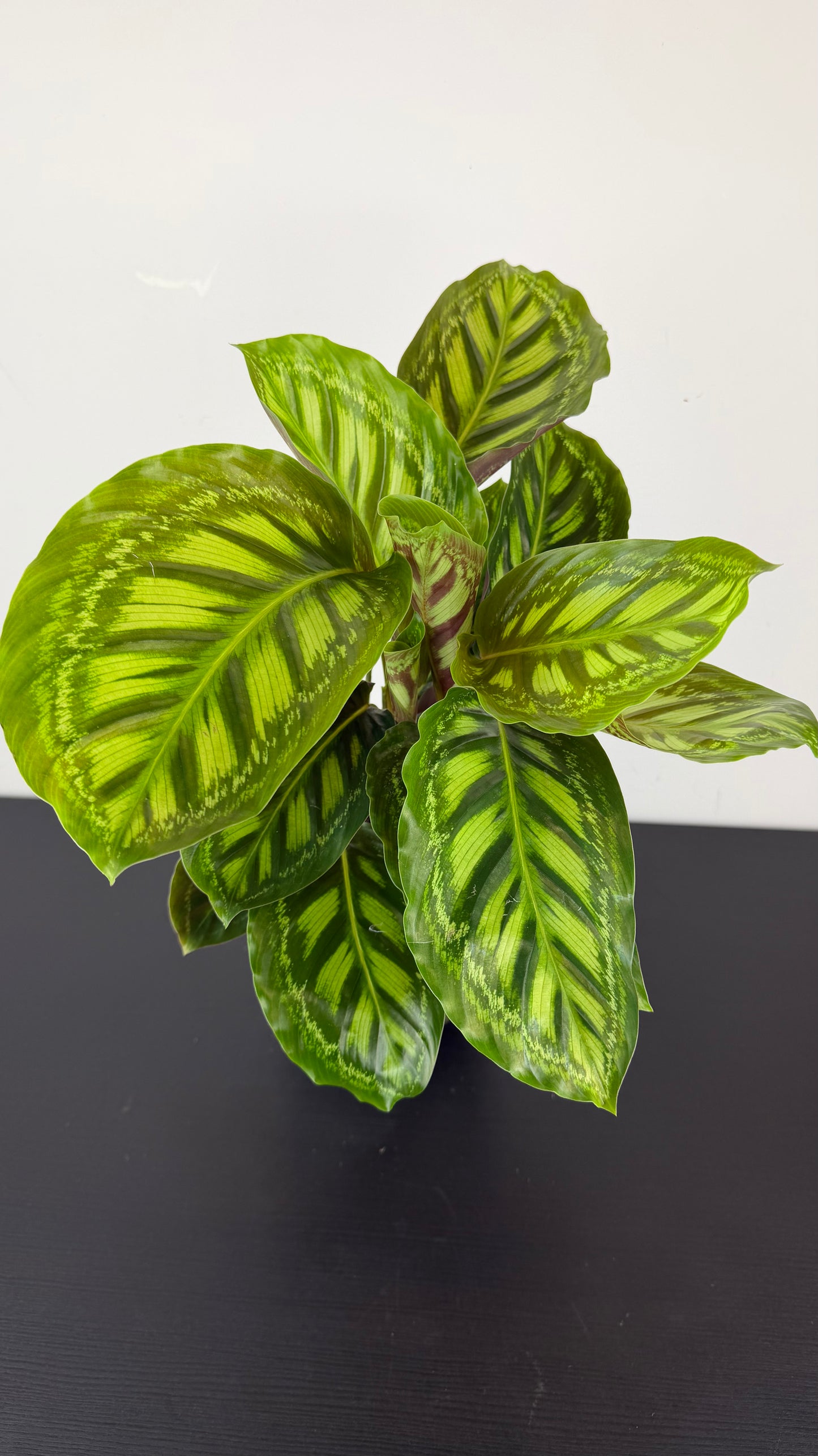 Calathea 3