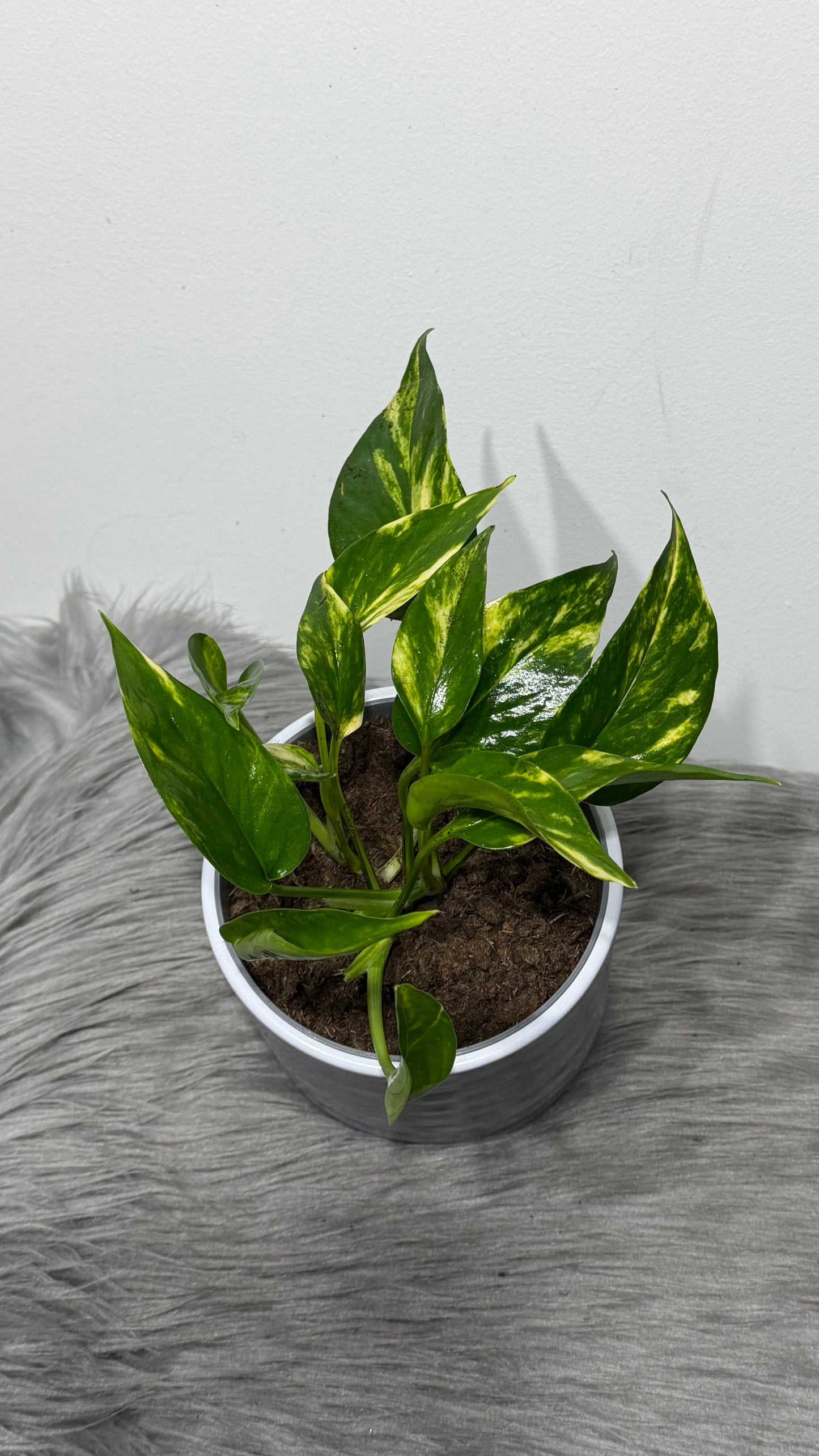 Epipremnum Hot Needle