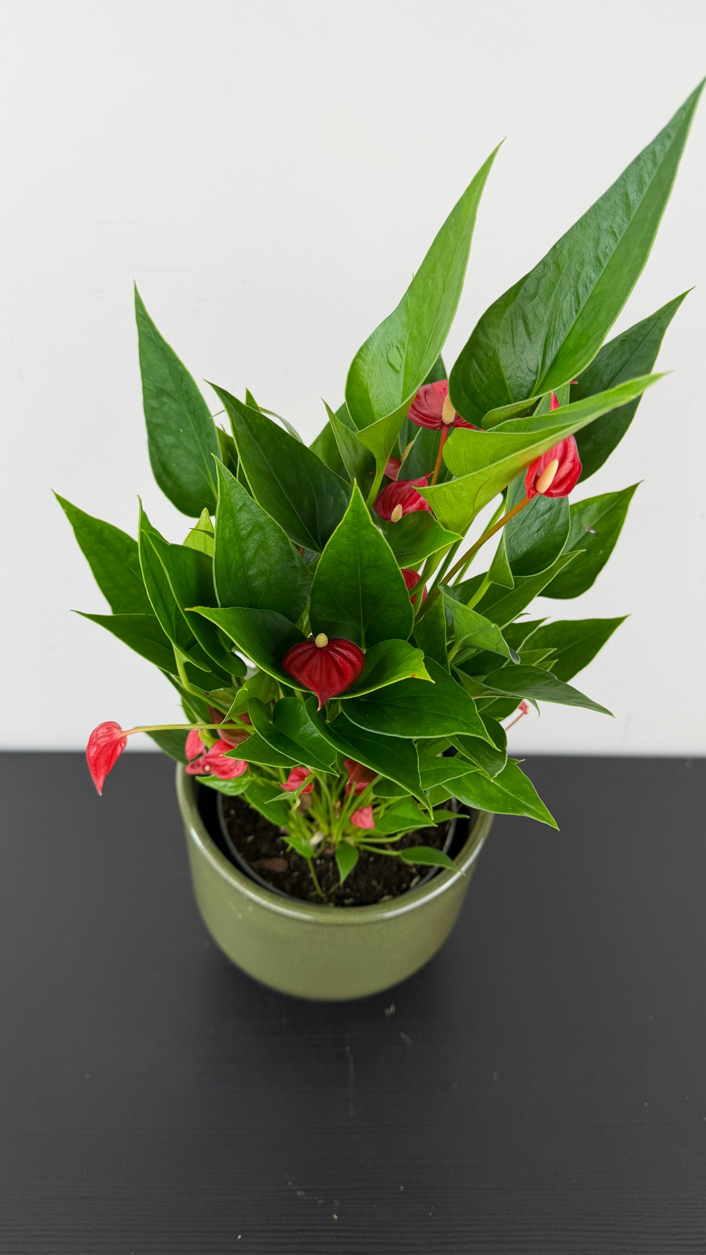 Anthurium Red little
