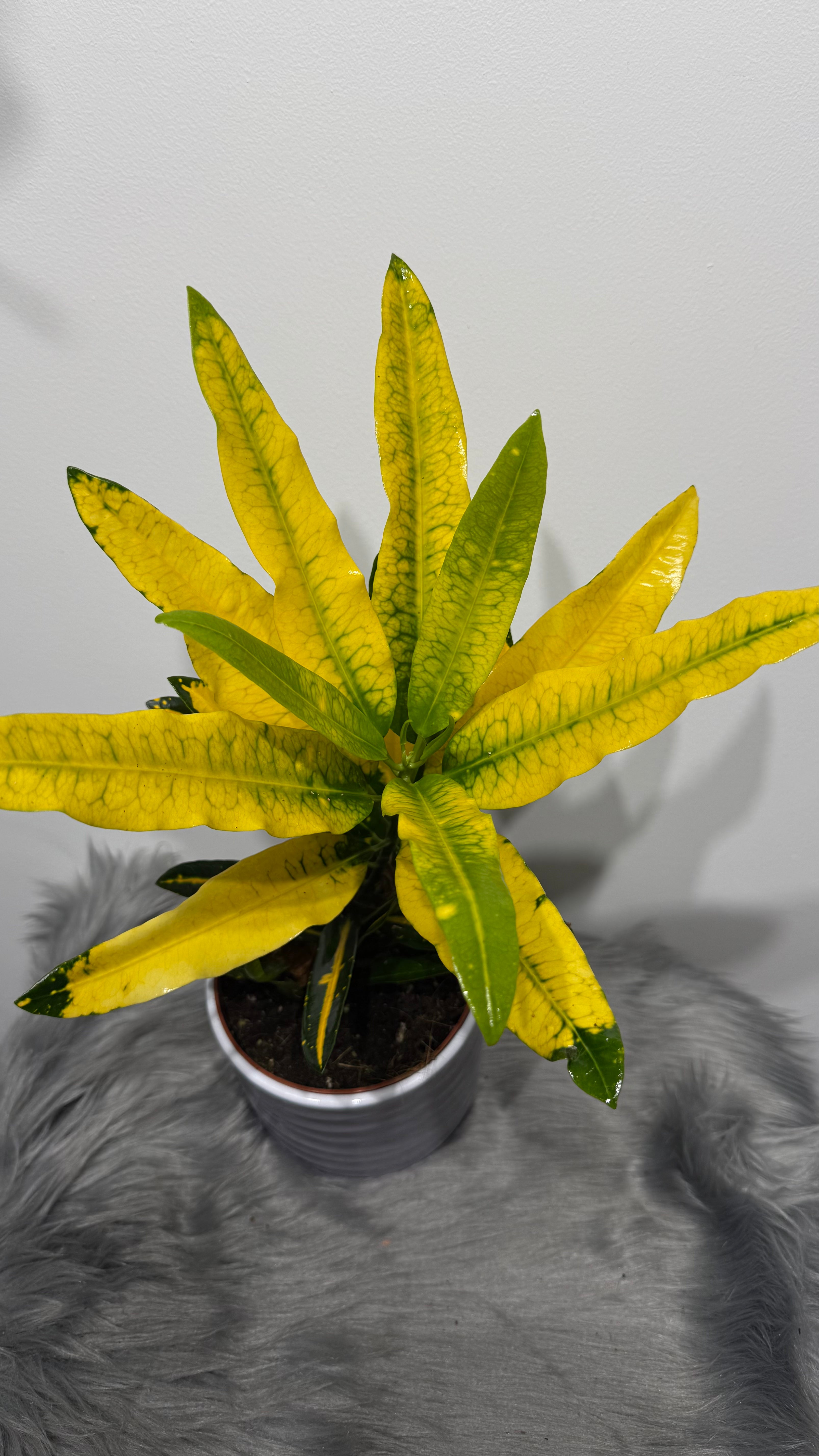 Codiaeum Sunny Star  www.augi-plants.lv
