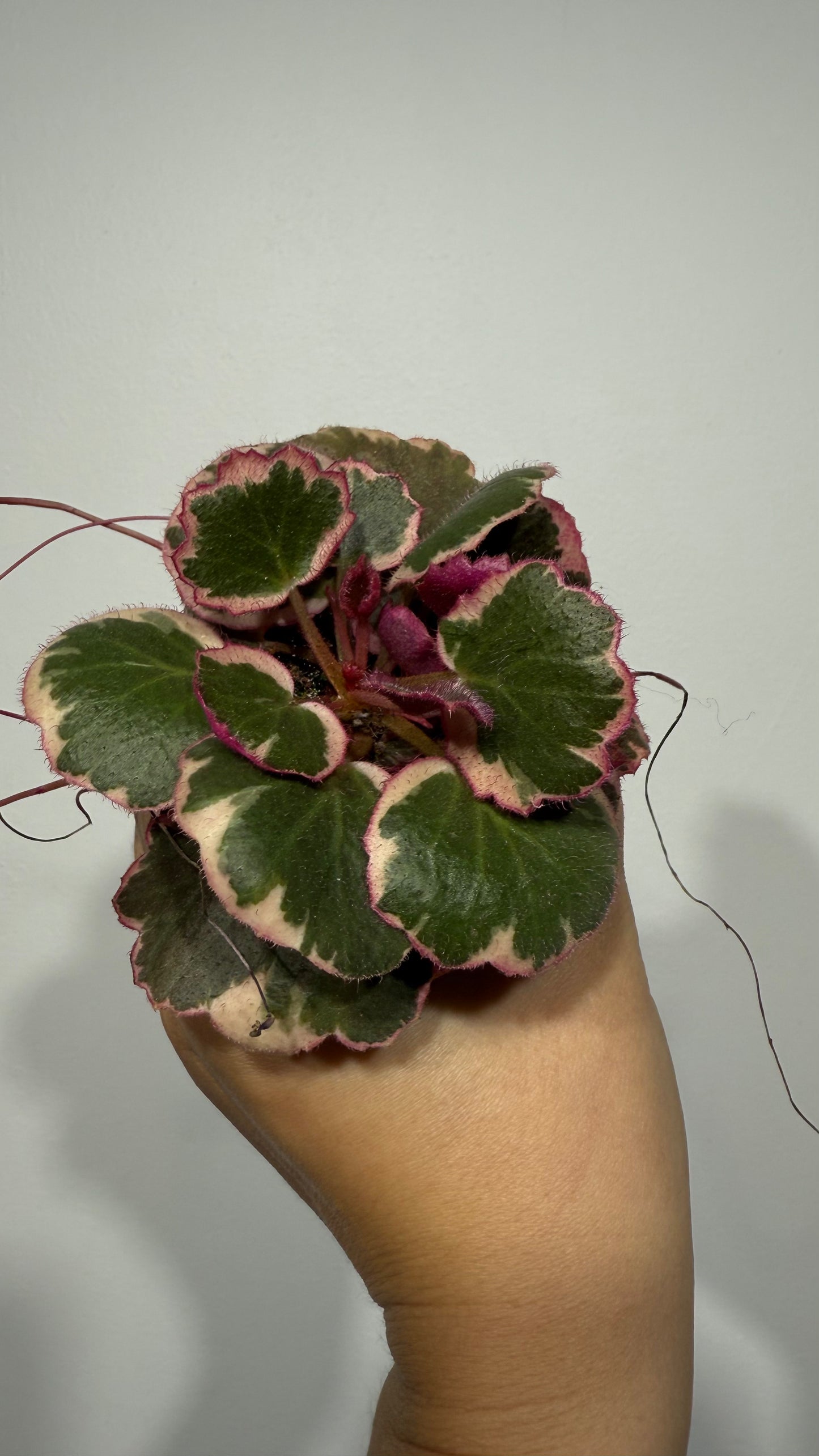 Saxifraga Tricolor