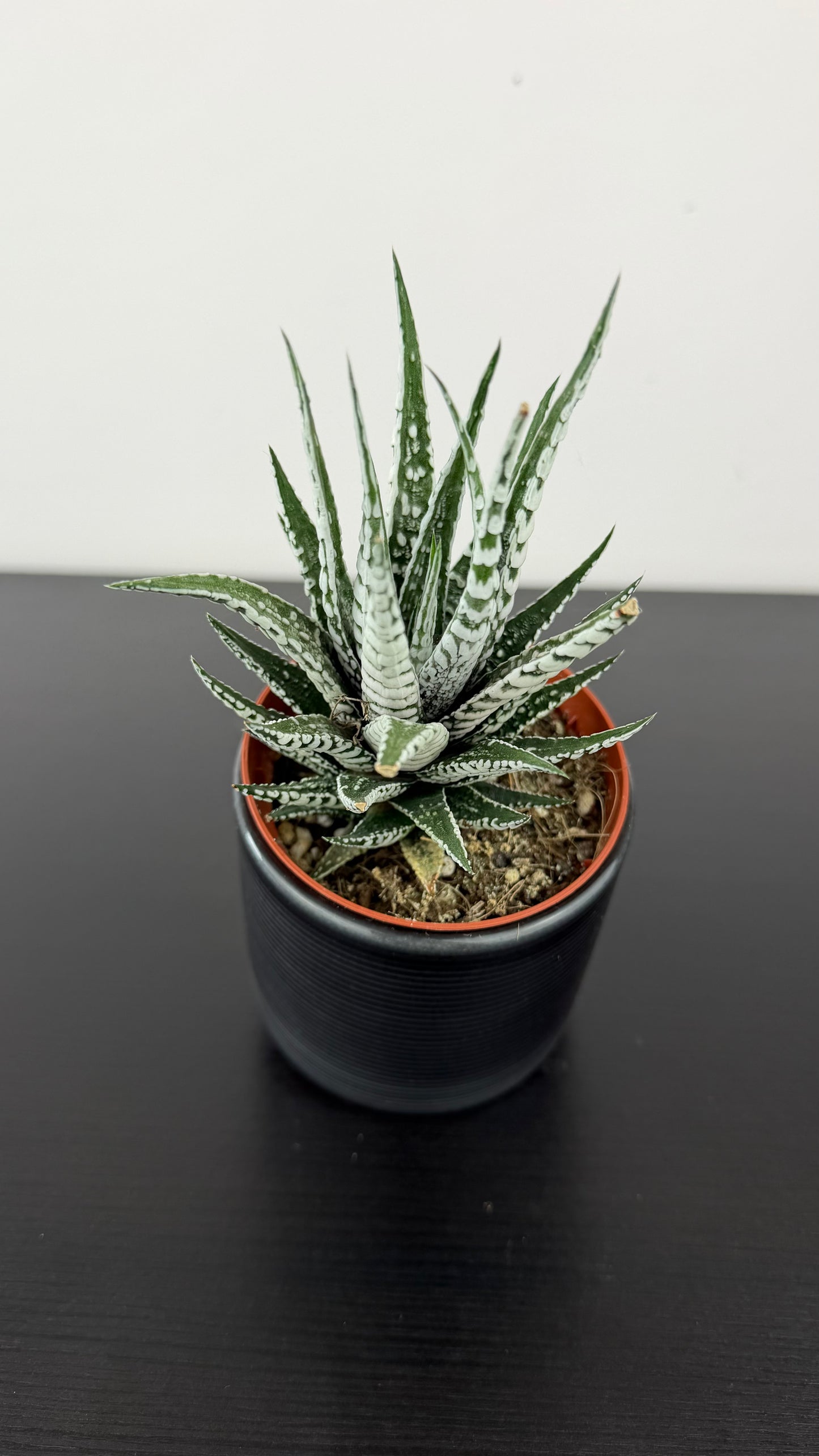 Haworthia fasciata Alba