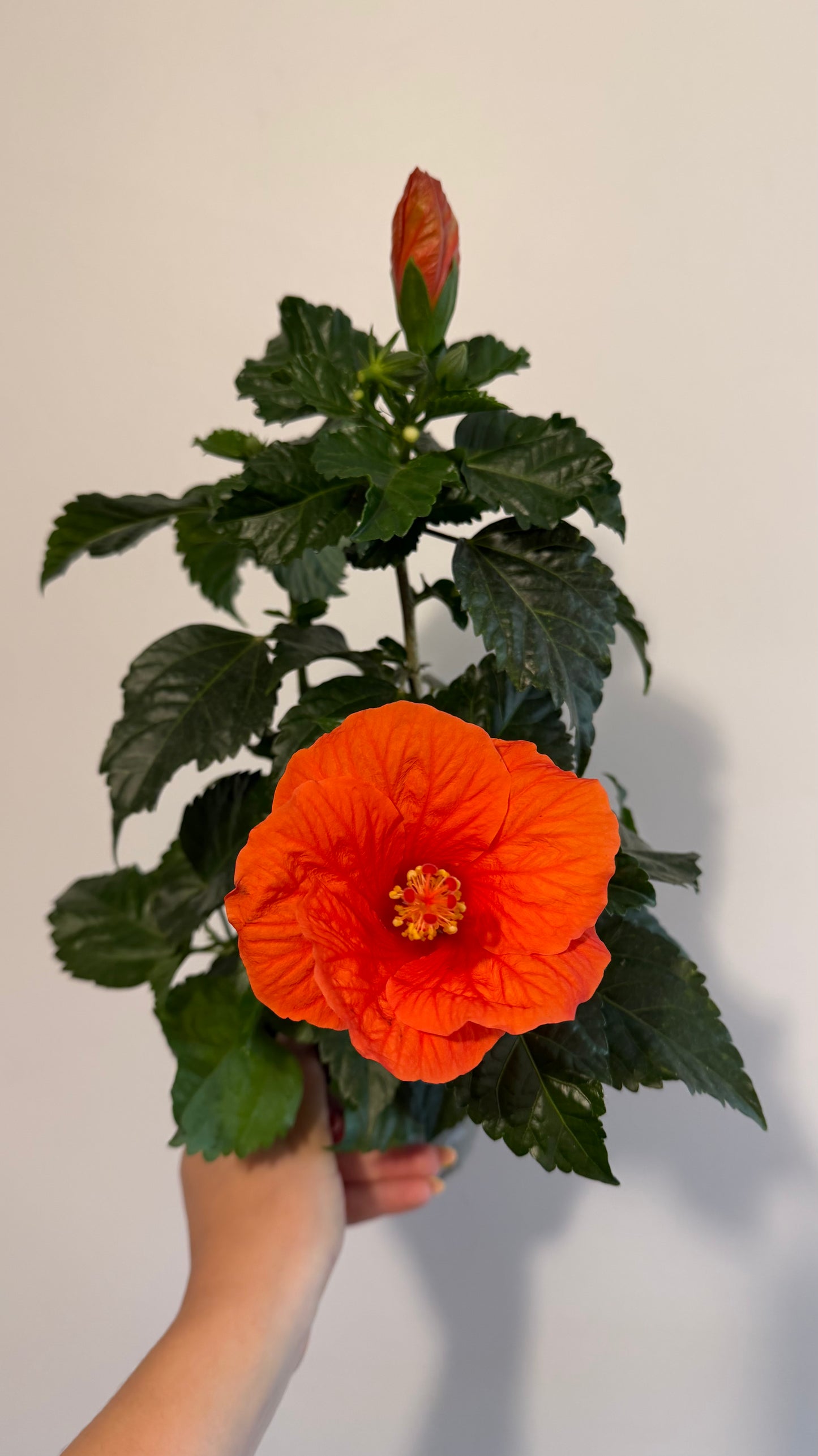 Hibiscus orange