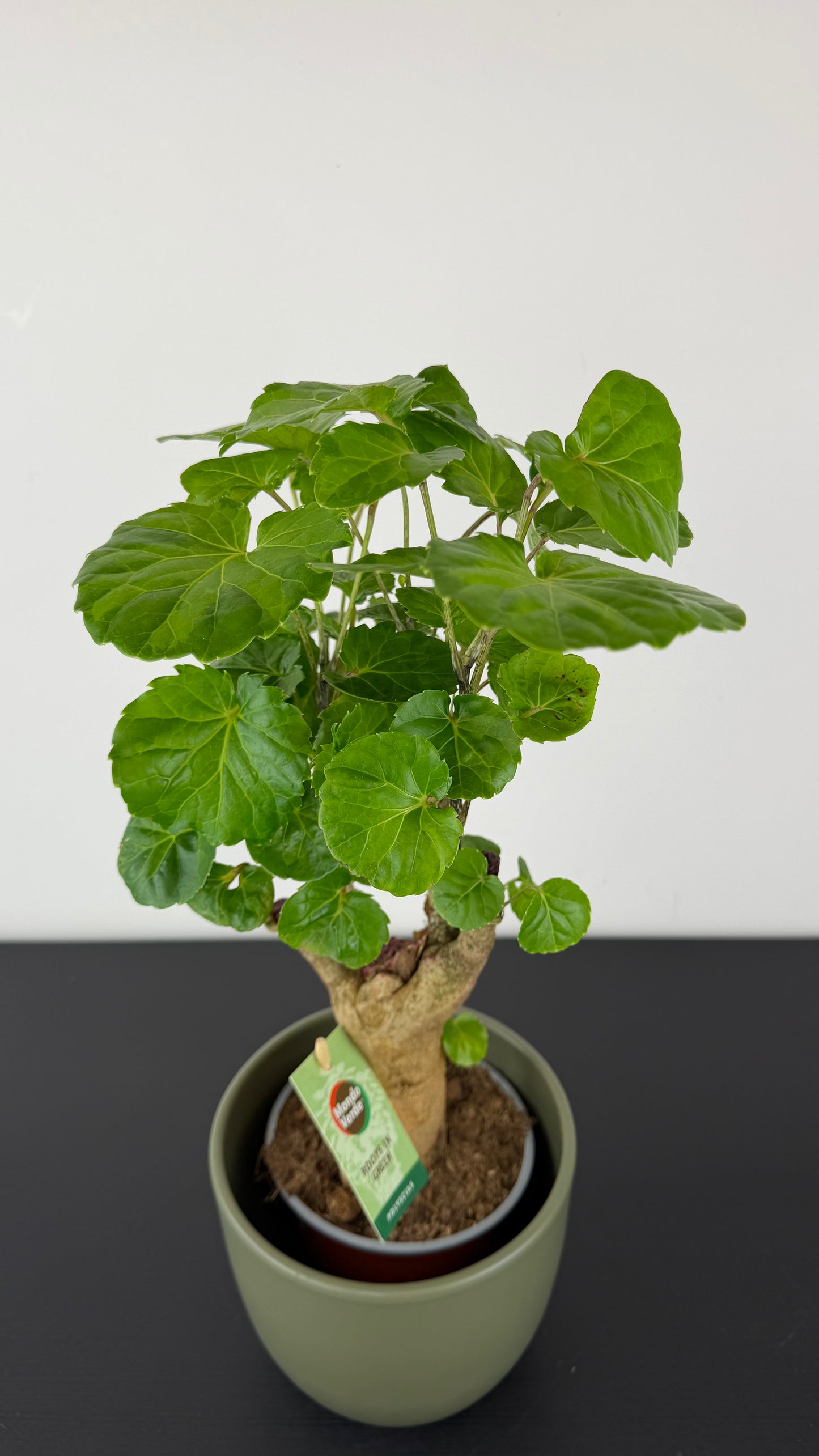 Polyscias
