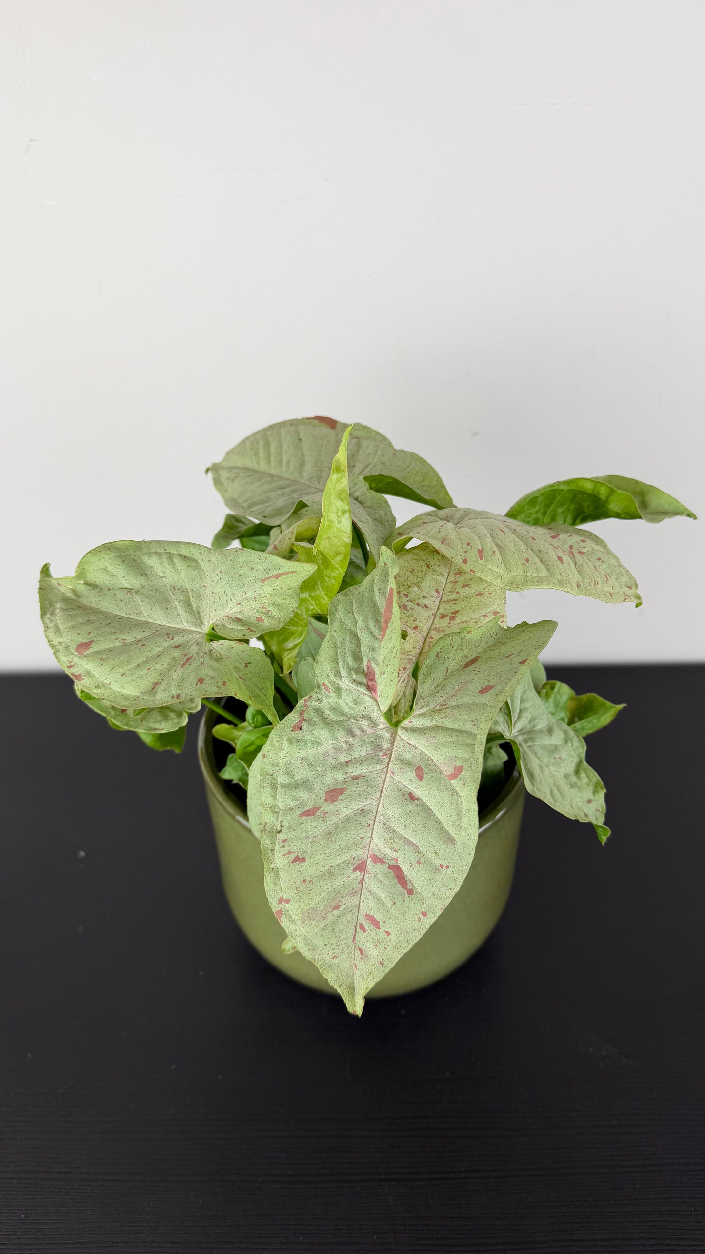 Syngonium milk Confetti
