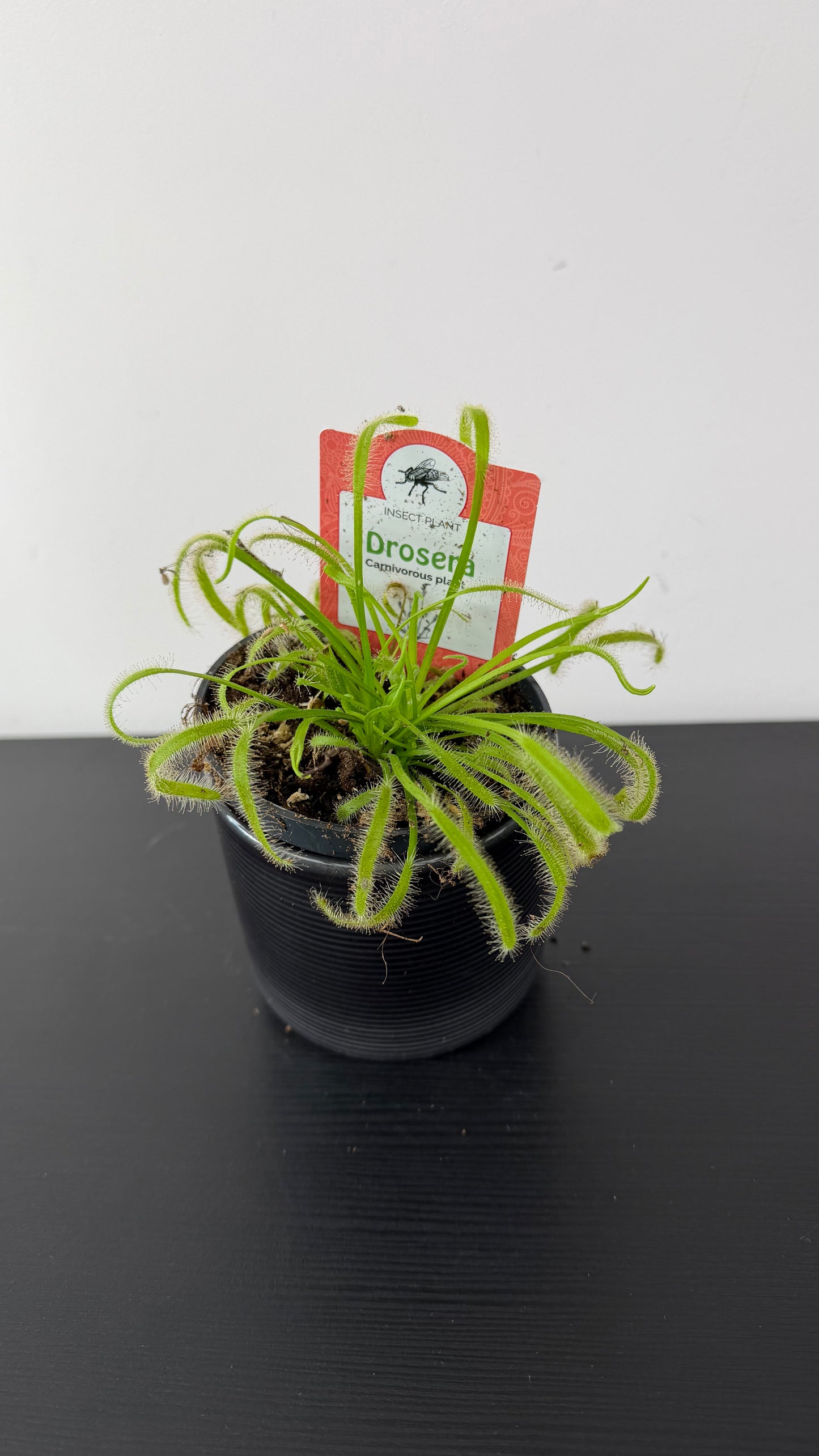 Drosera 5