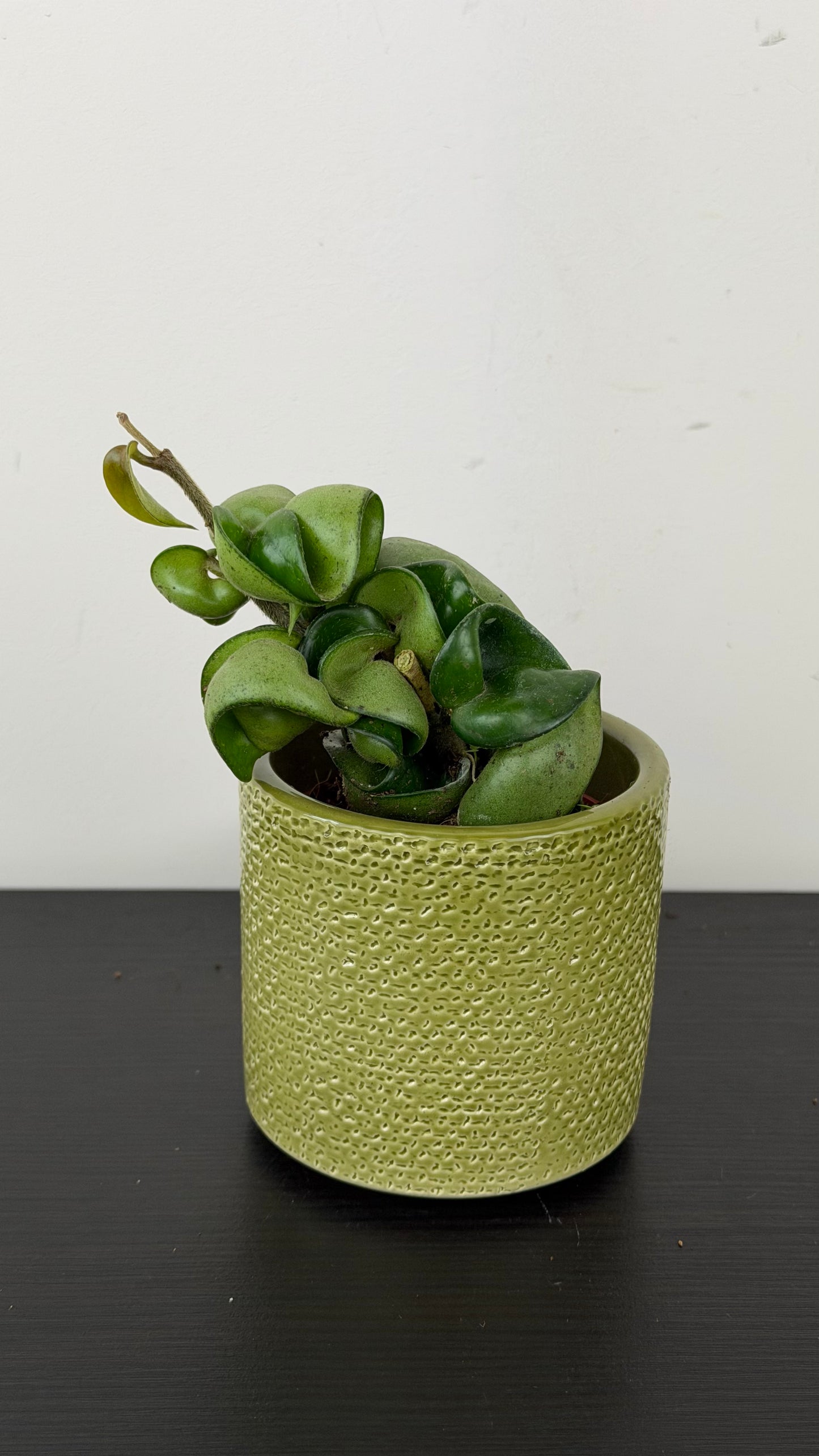 Hoya Compacta