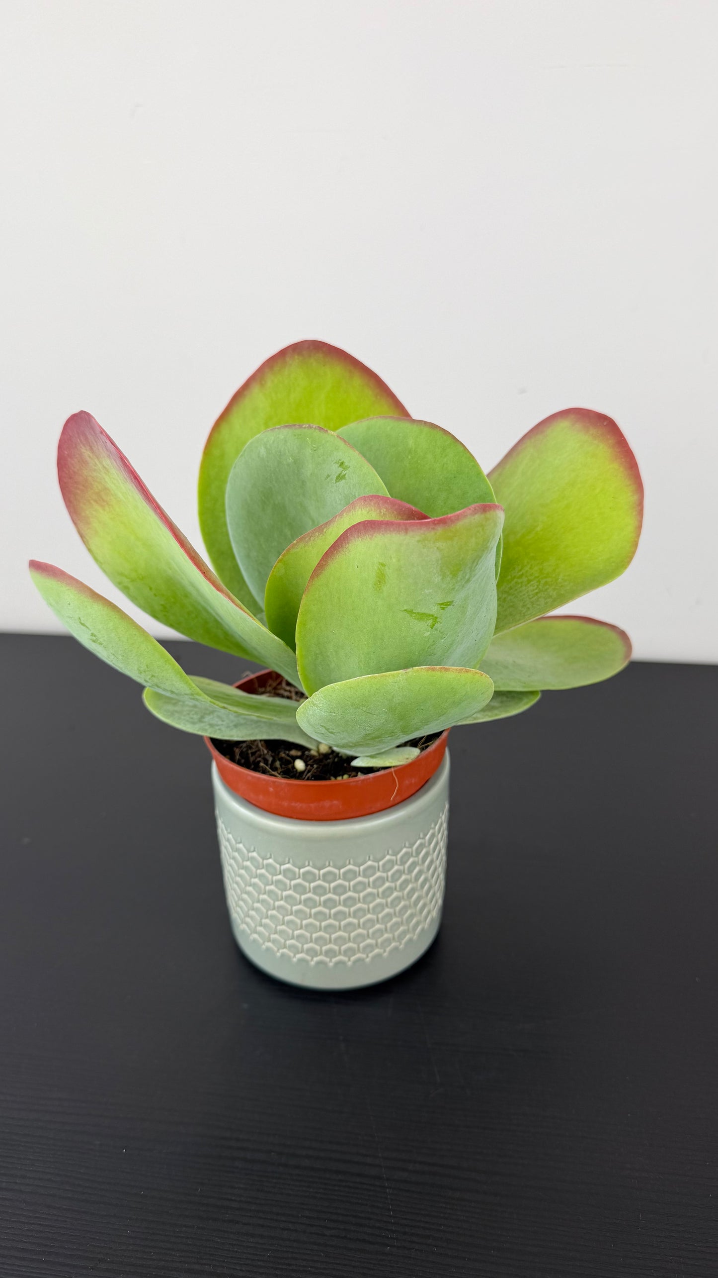 Kalanchoe Thyrsiflora