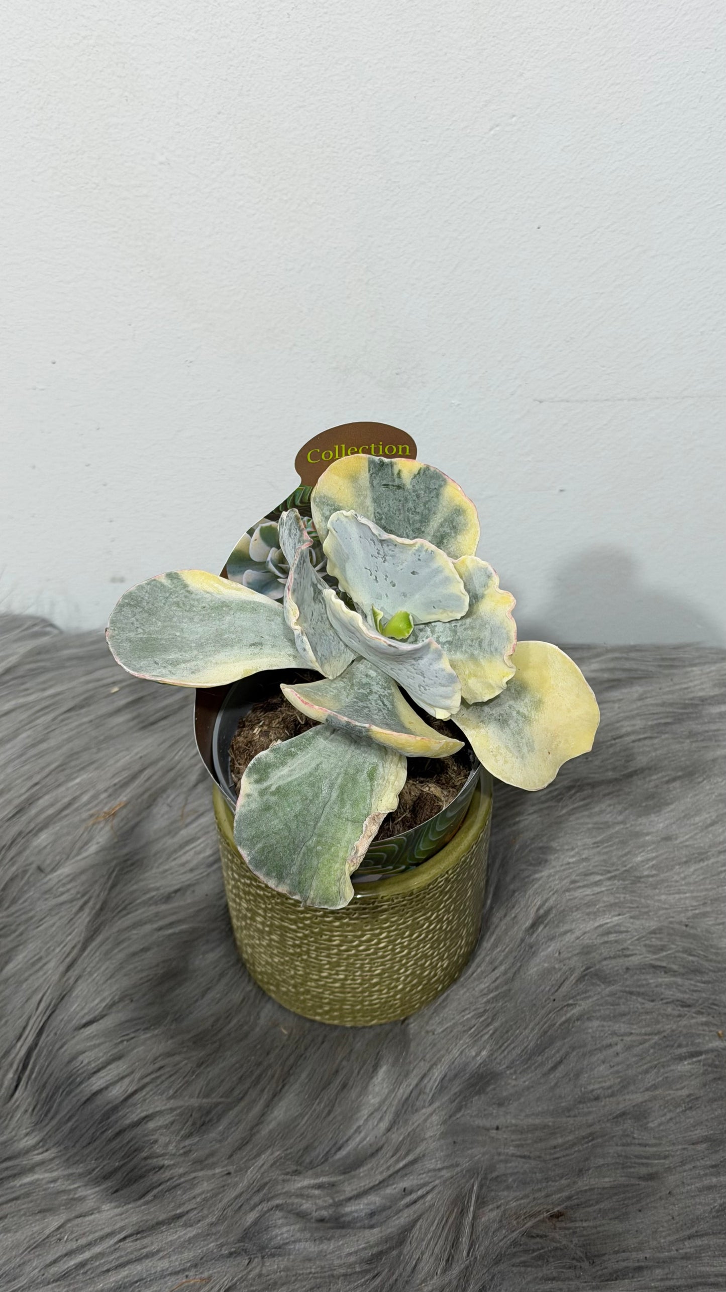 Cotyledon Orbiculata Undulatum Variegata