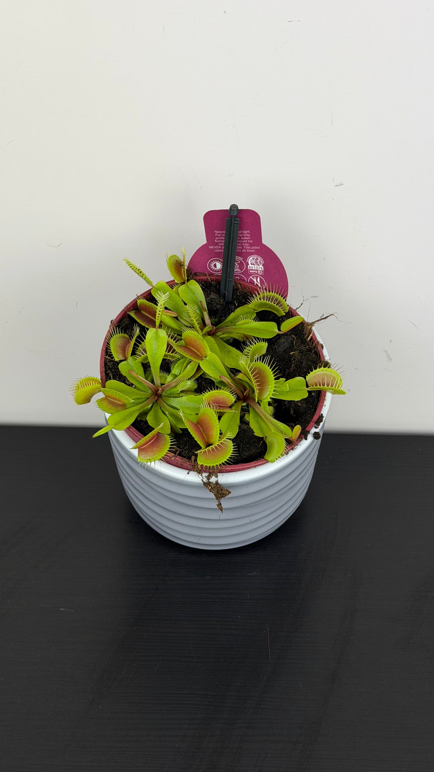 Dionaea Muscipula