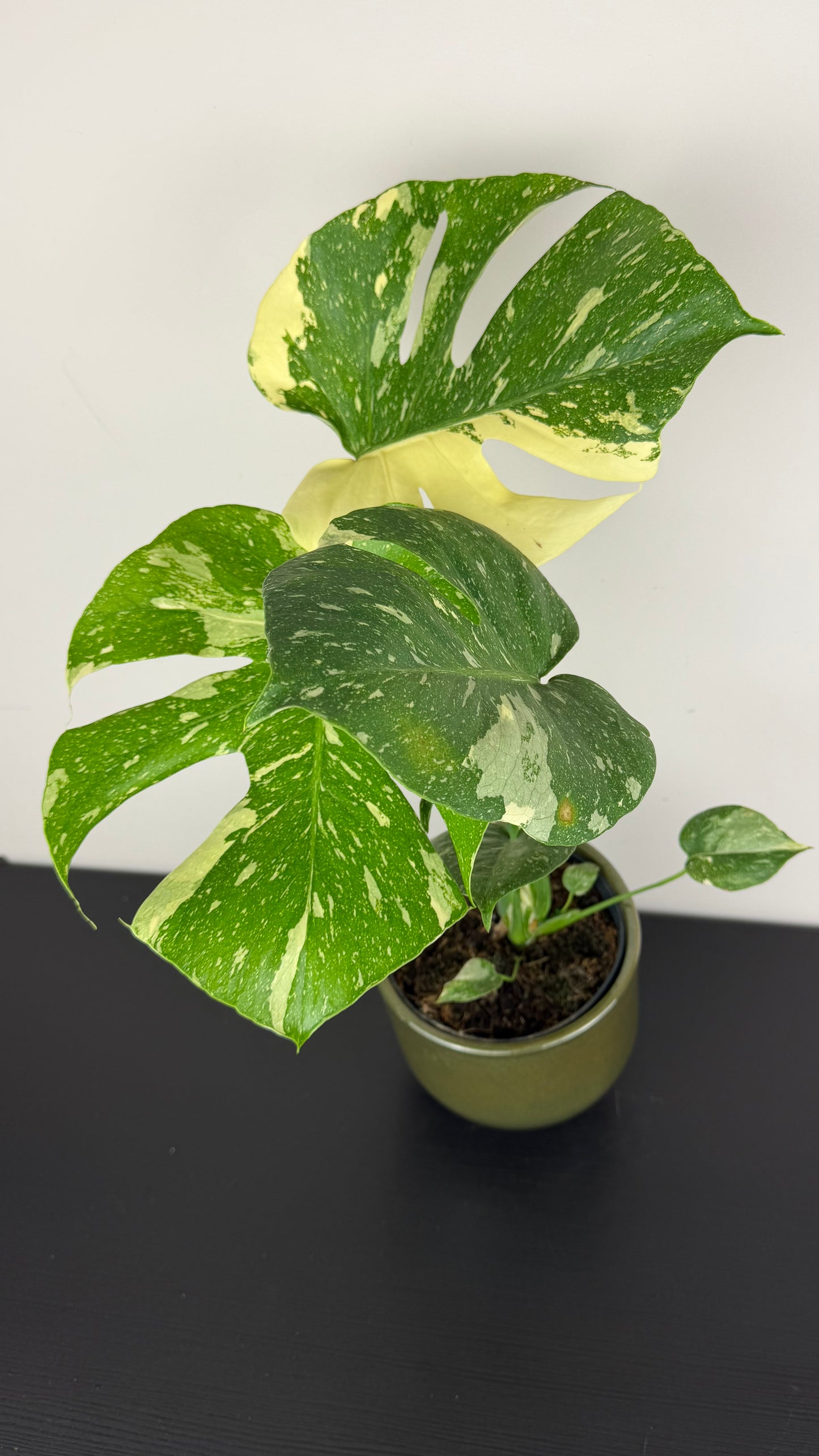 Monstera Thai Constellation