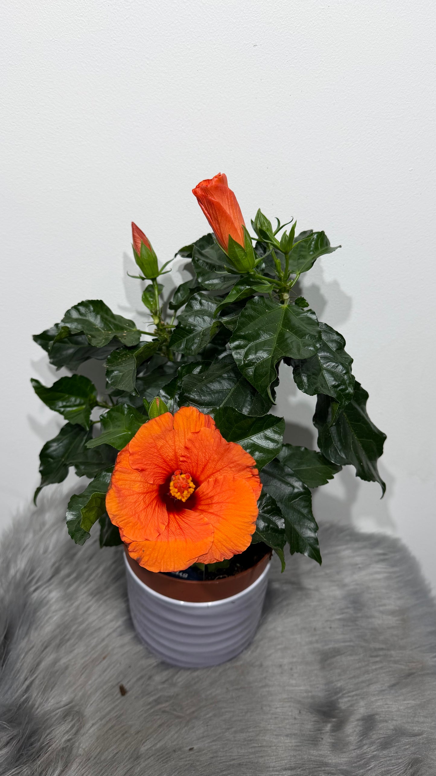 Hibiscus orange with Red inside