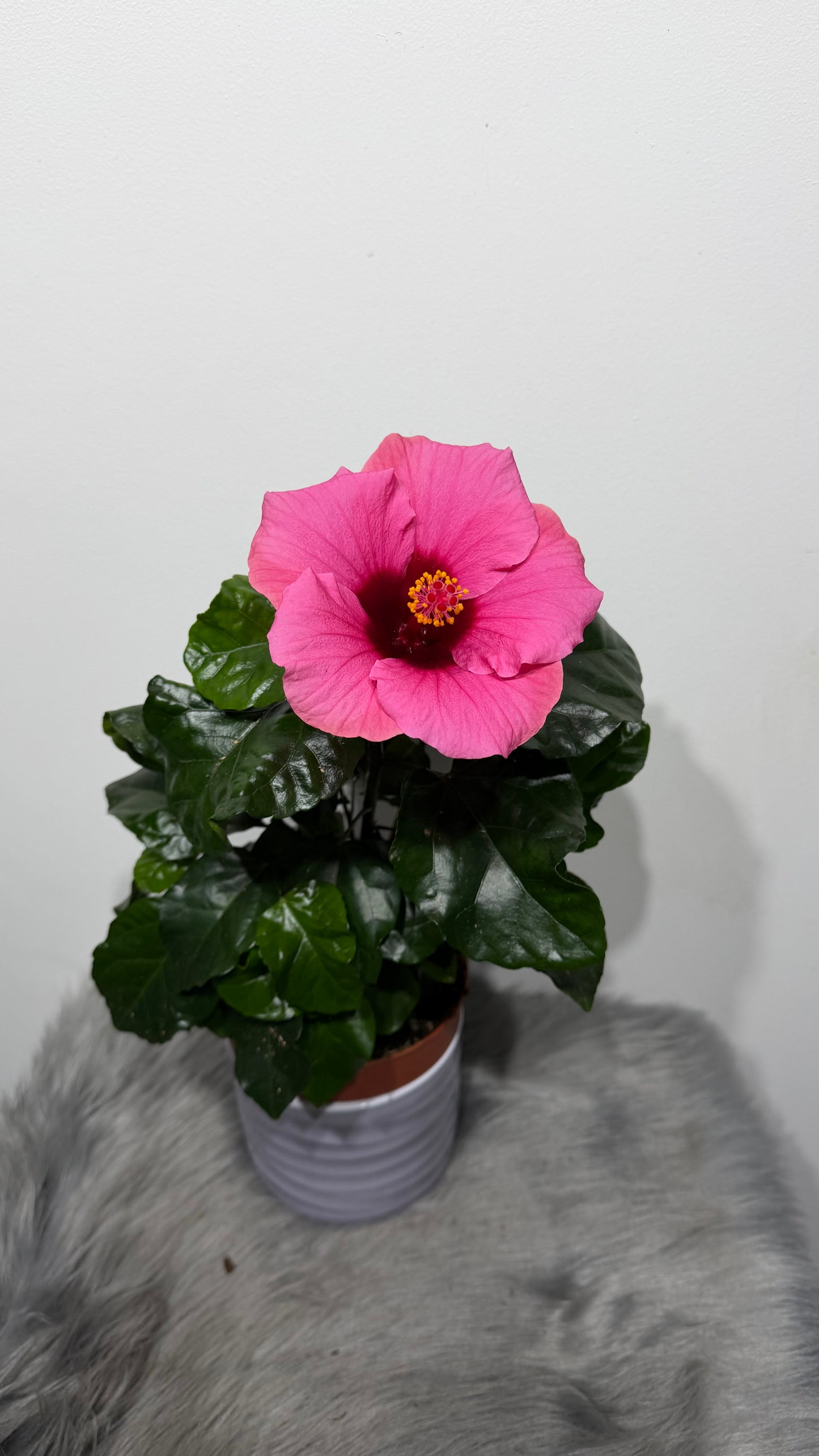 Hibiscus Red/Pink