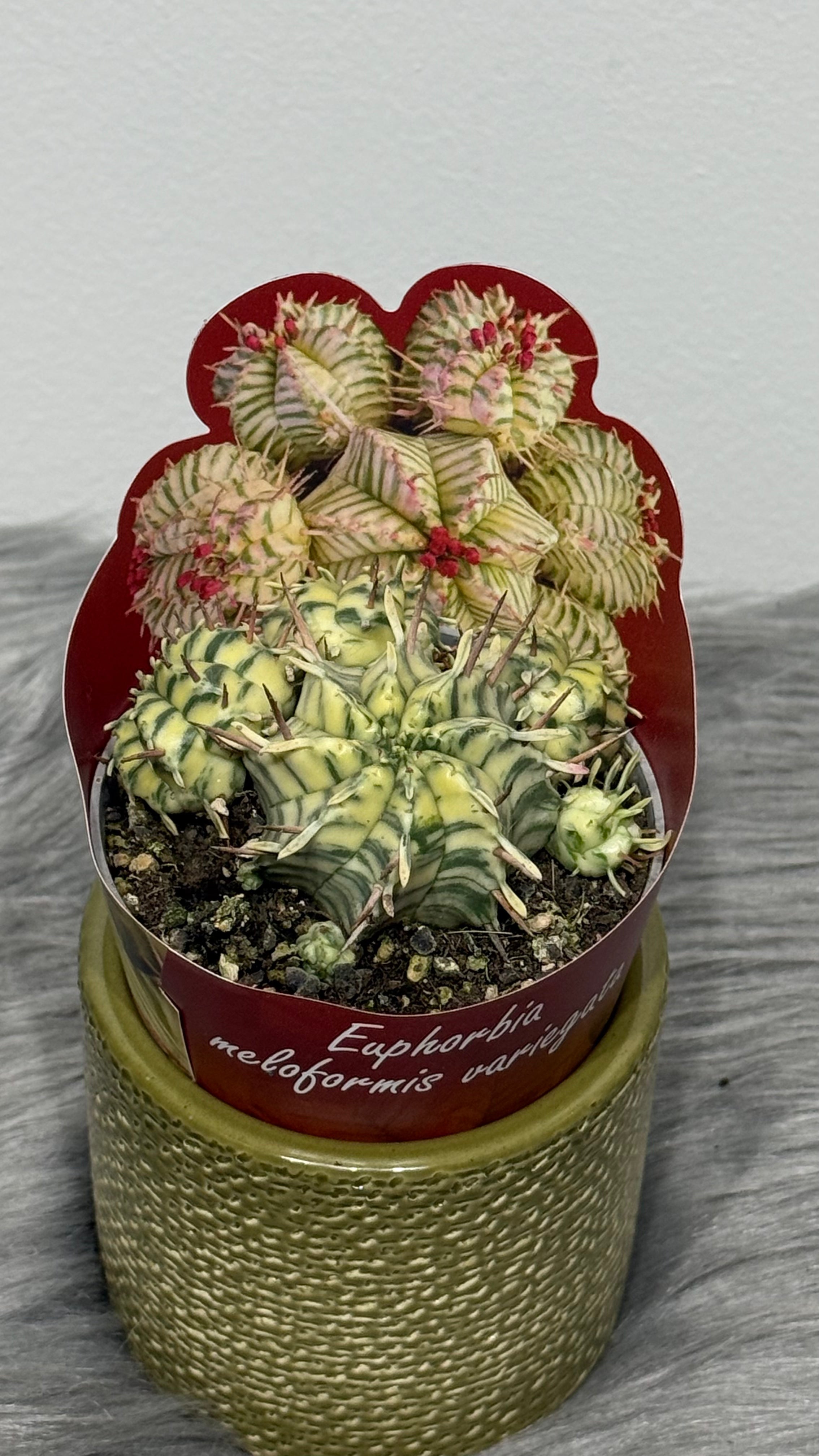 Euphorbia Meloformis Variegata – www.augi-plants.lv