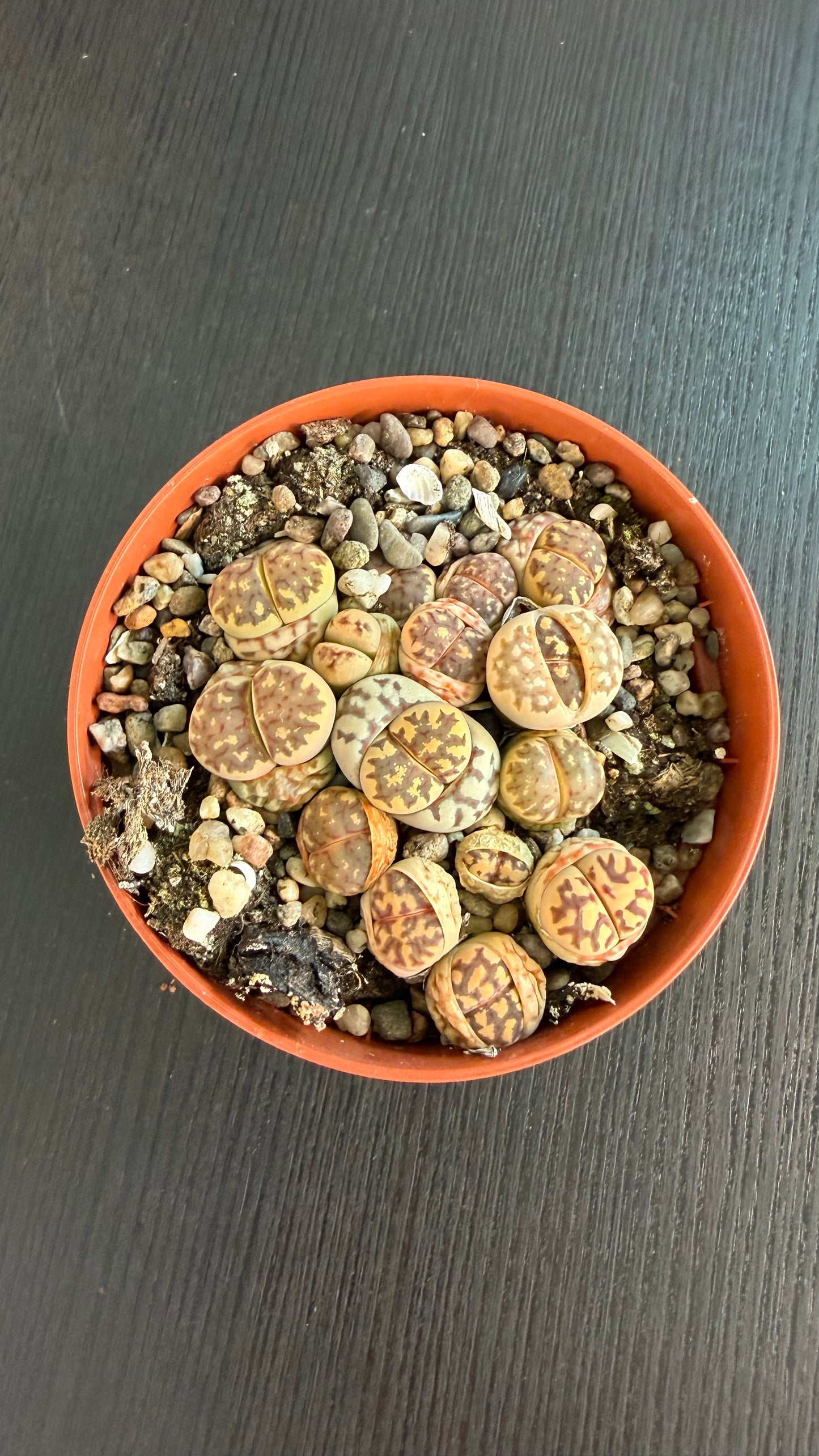Lithops 8