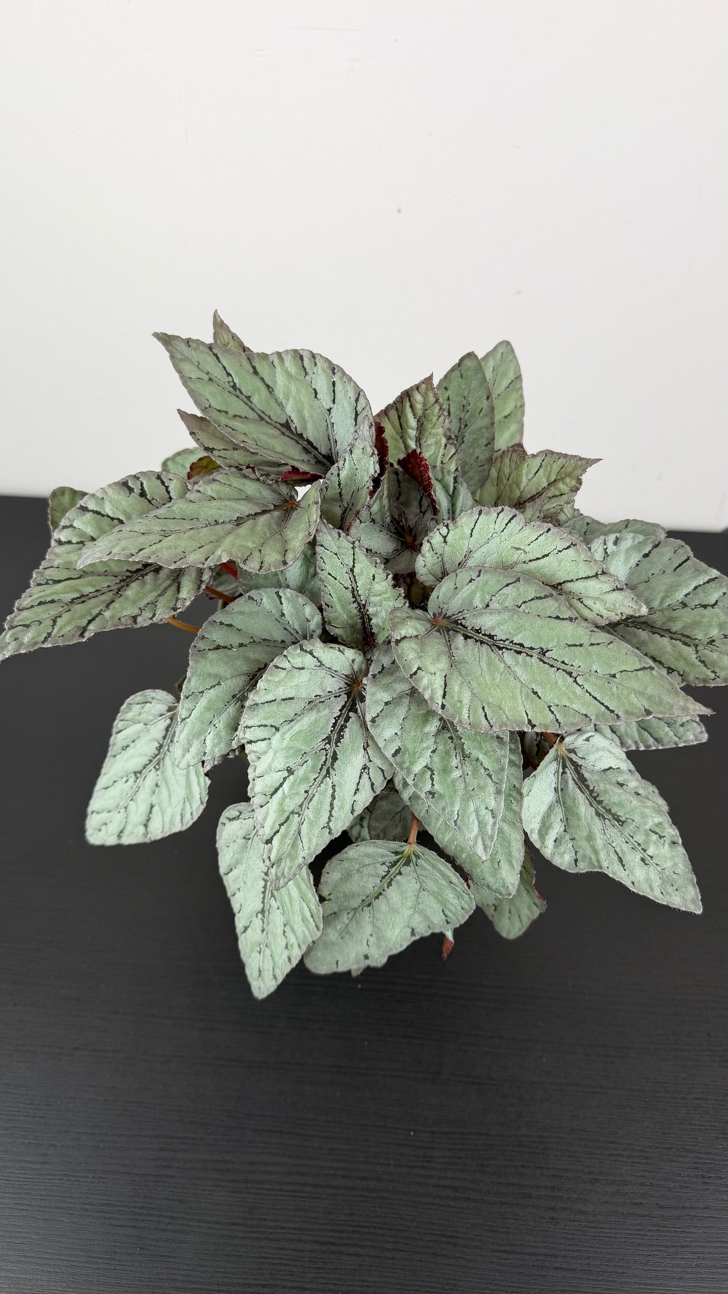 Begonia Beleaf 9