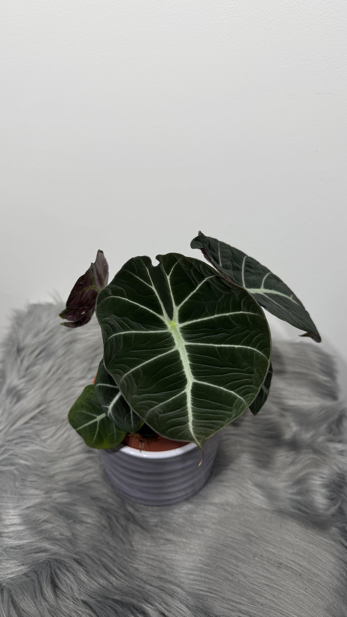 Alocasia 'Black Velvet'