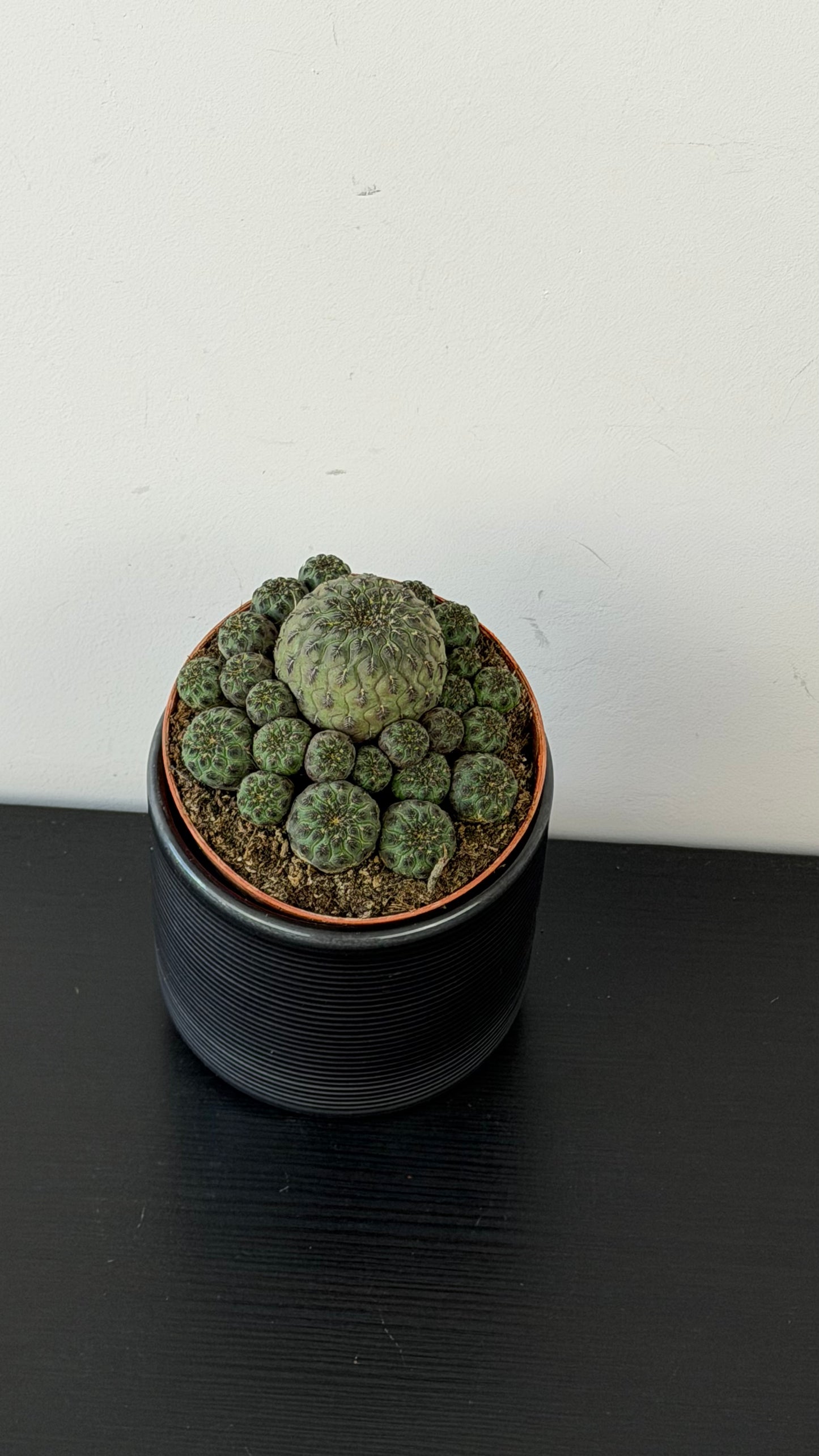 Solcorebutia Rauschii