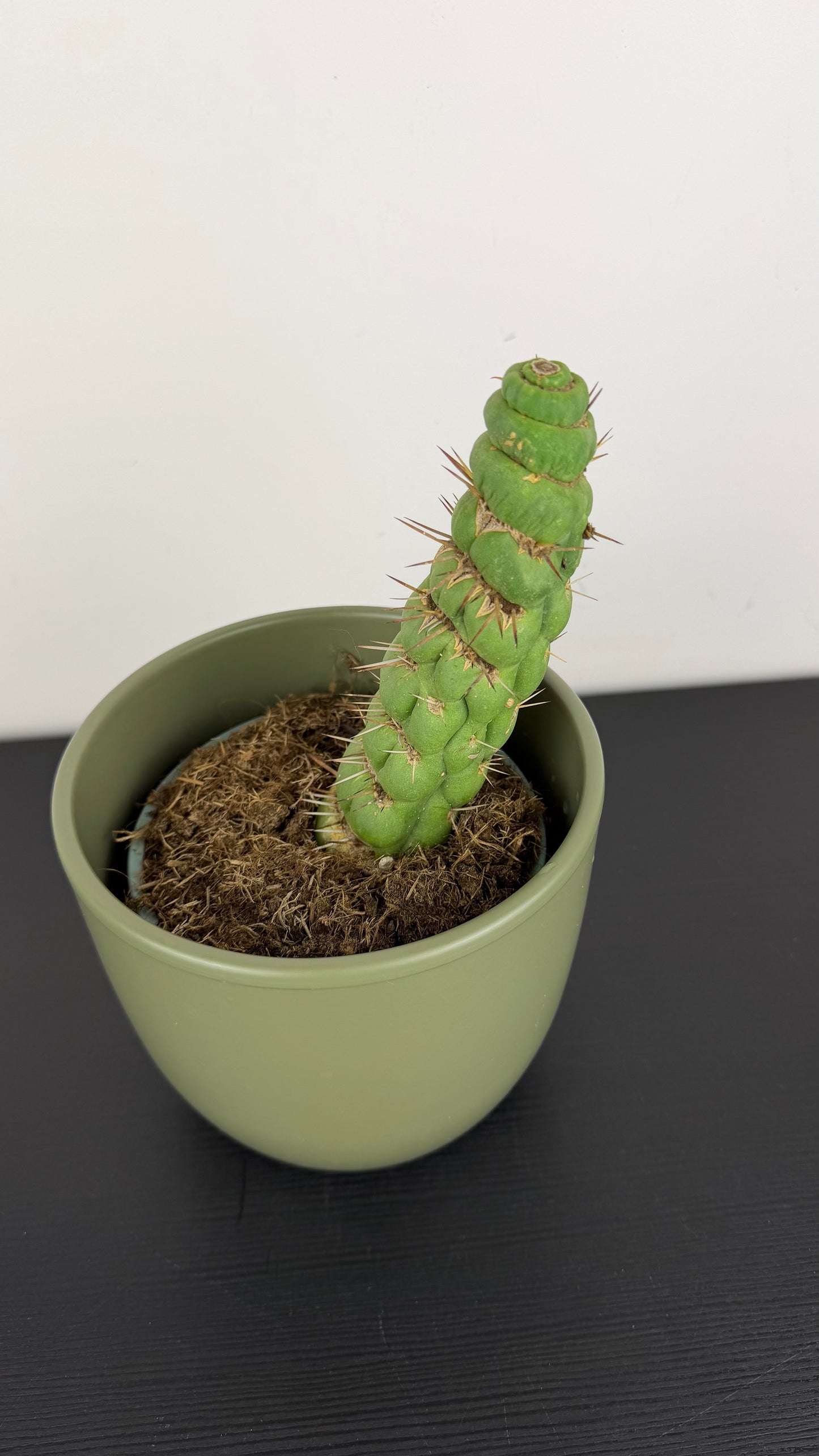 Eulychnia Castanea Spiralis