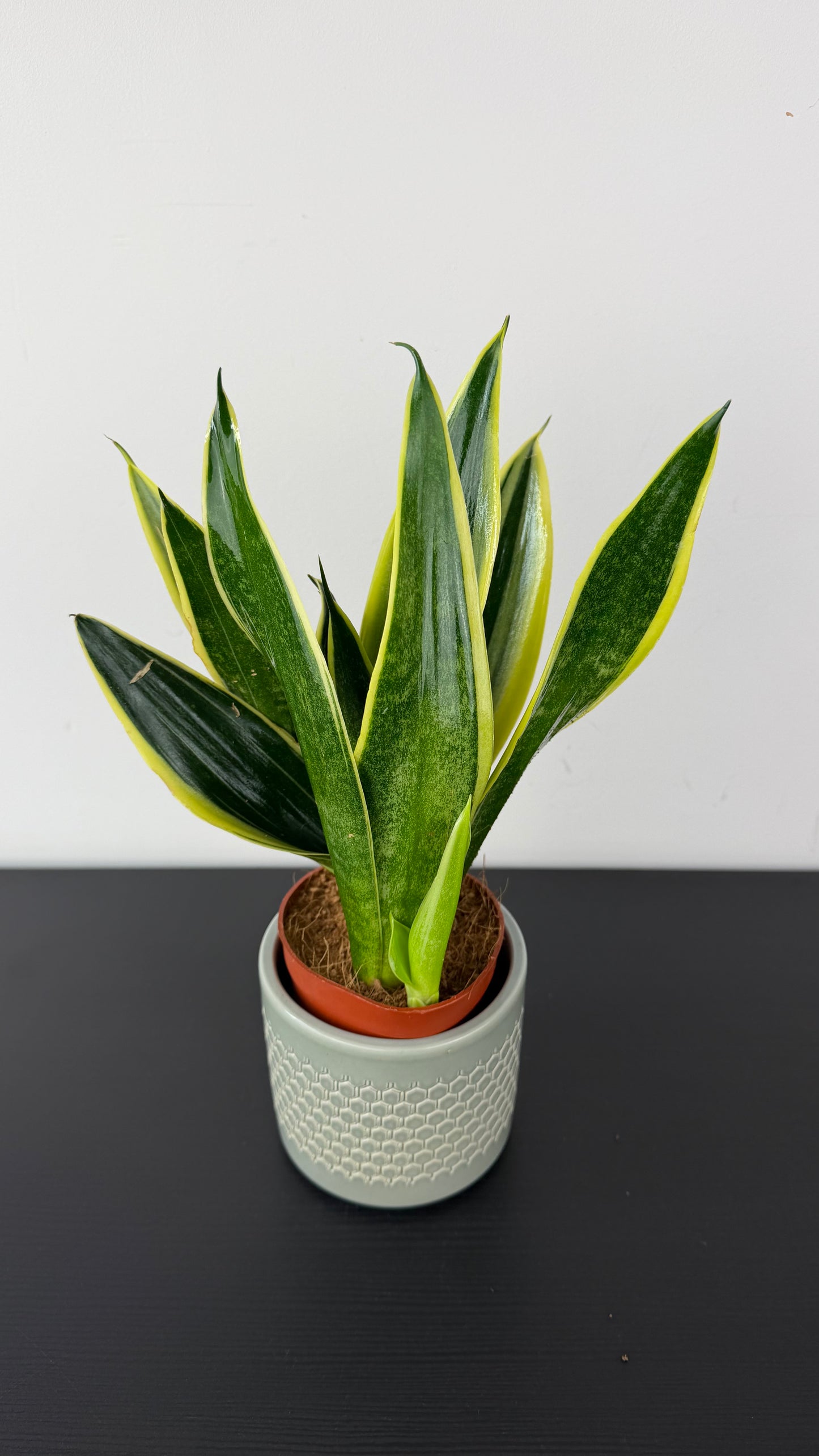 Sansevieria Canary